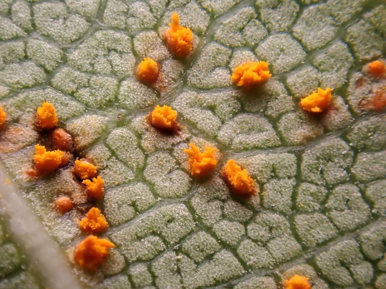 Coleosporium plumeriae