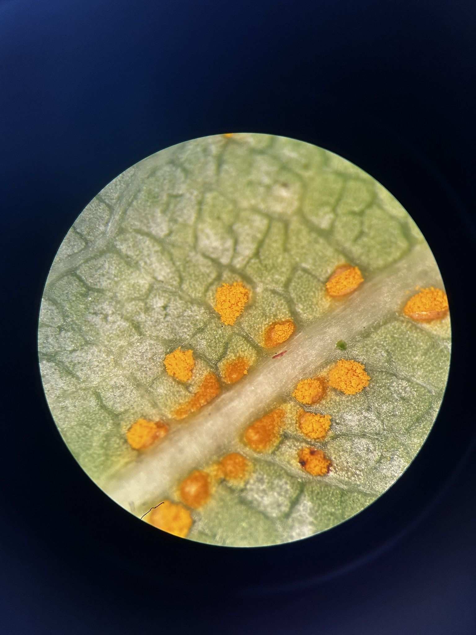 Coleosporium plumeriae
