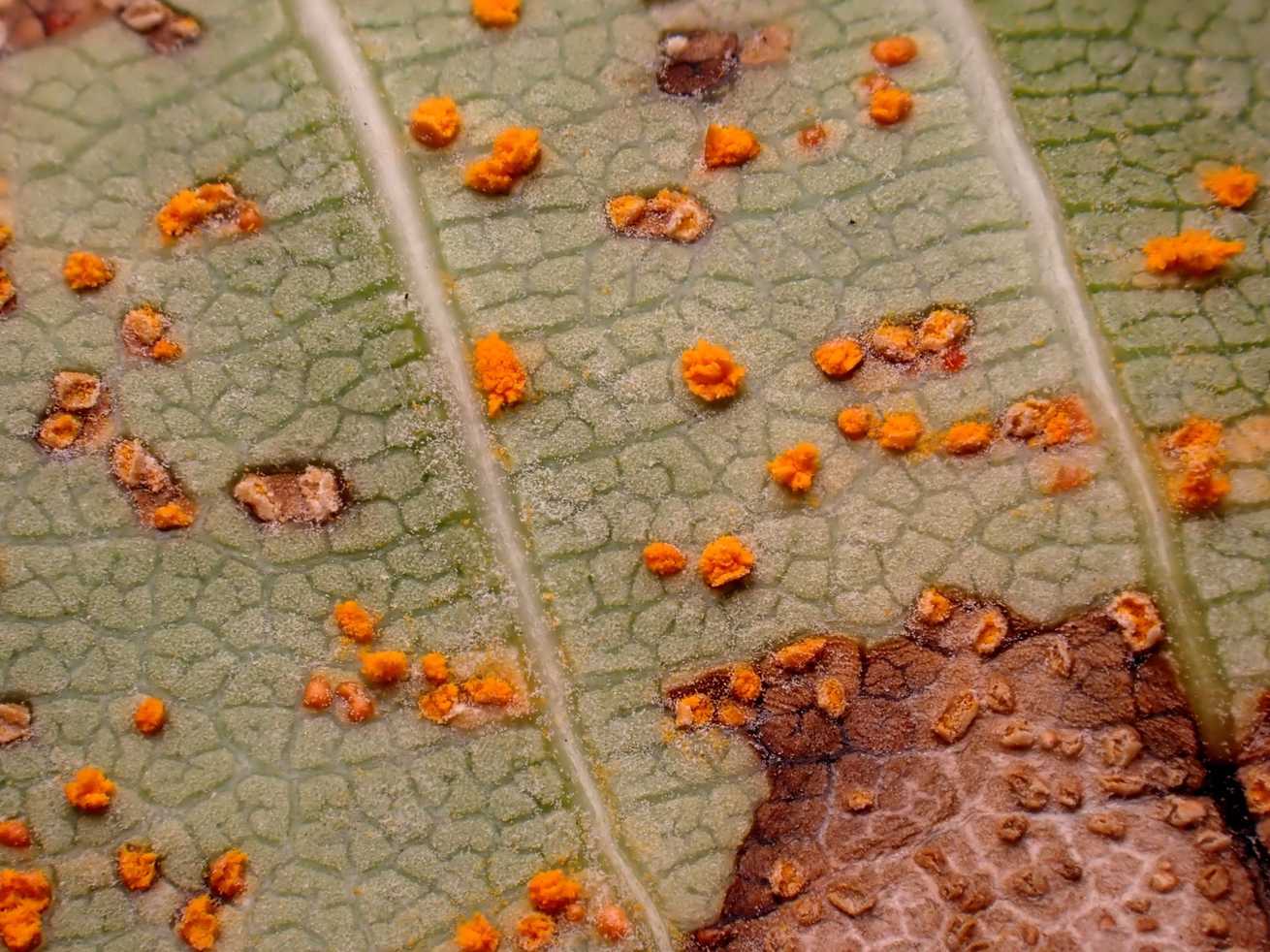 Coleosporium plumeriae