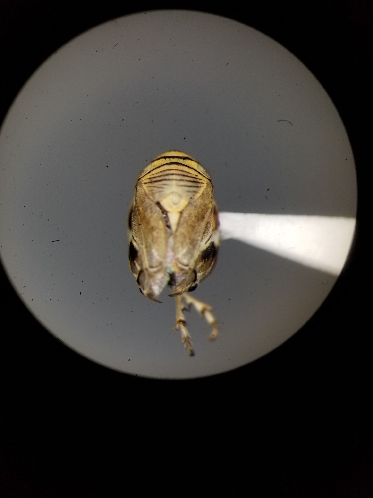 Clastoptera brunnea