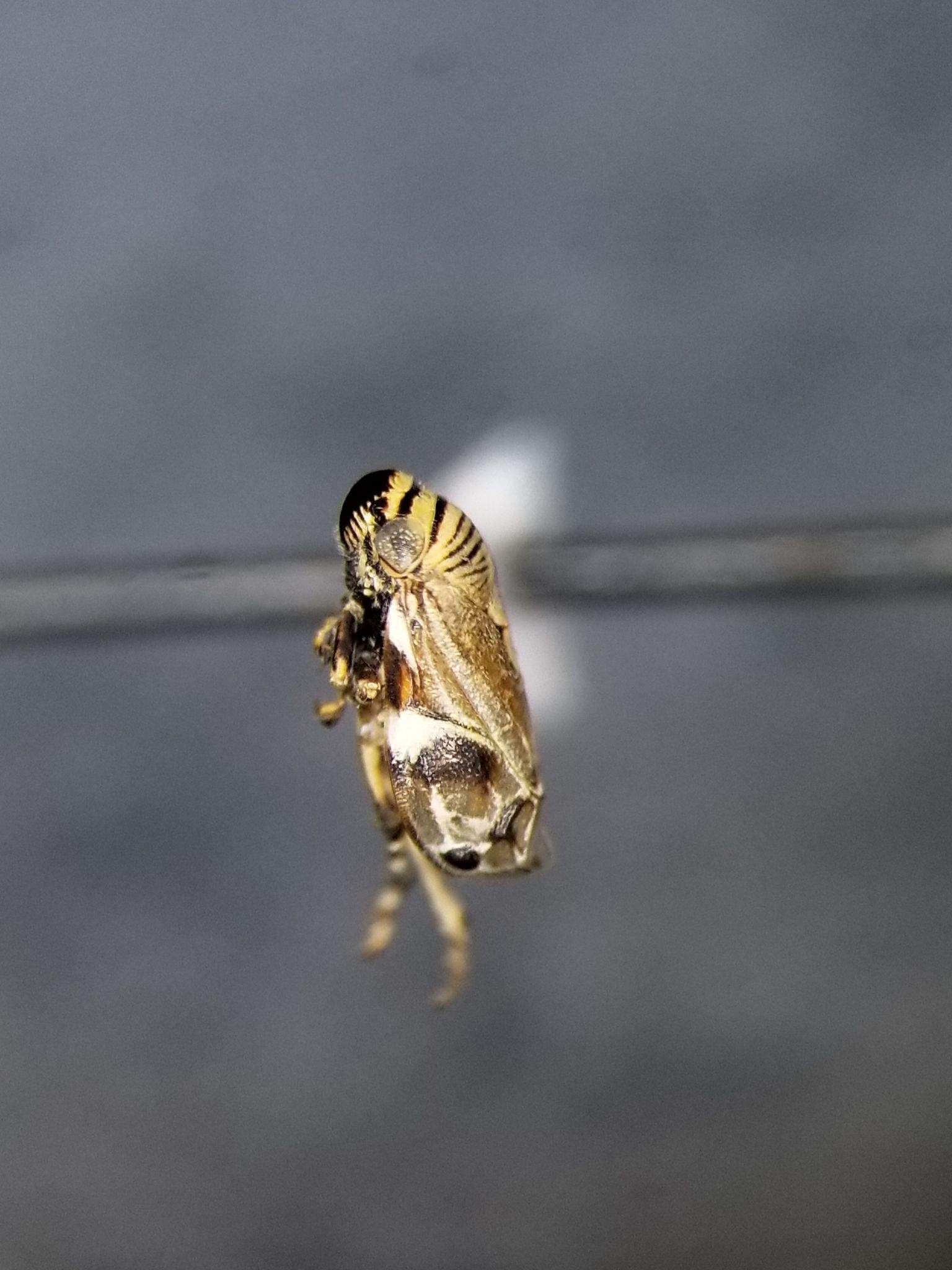 Clastoptera brunnea