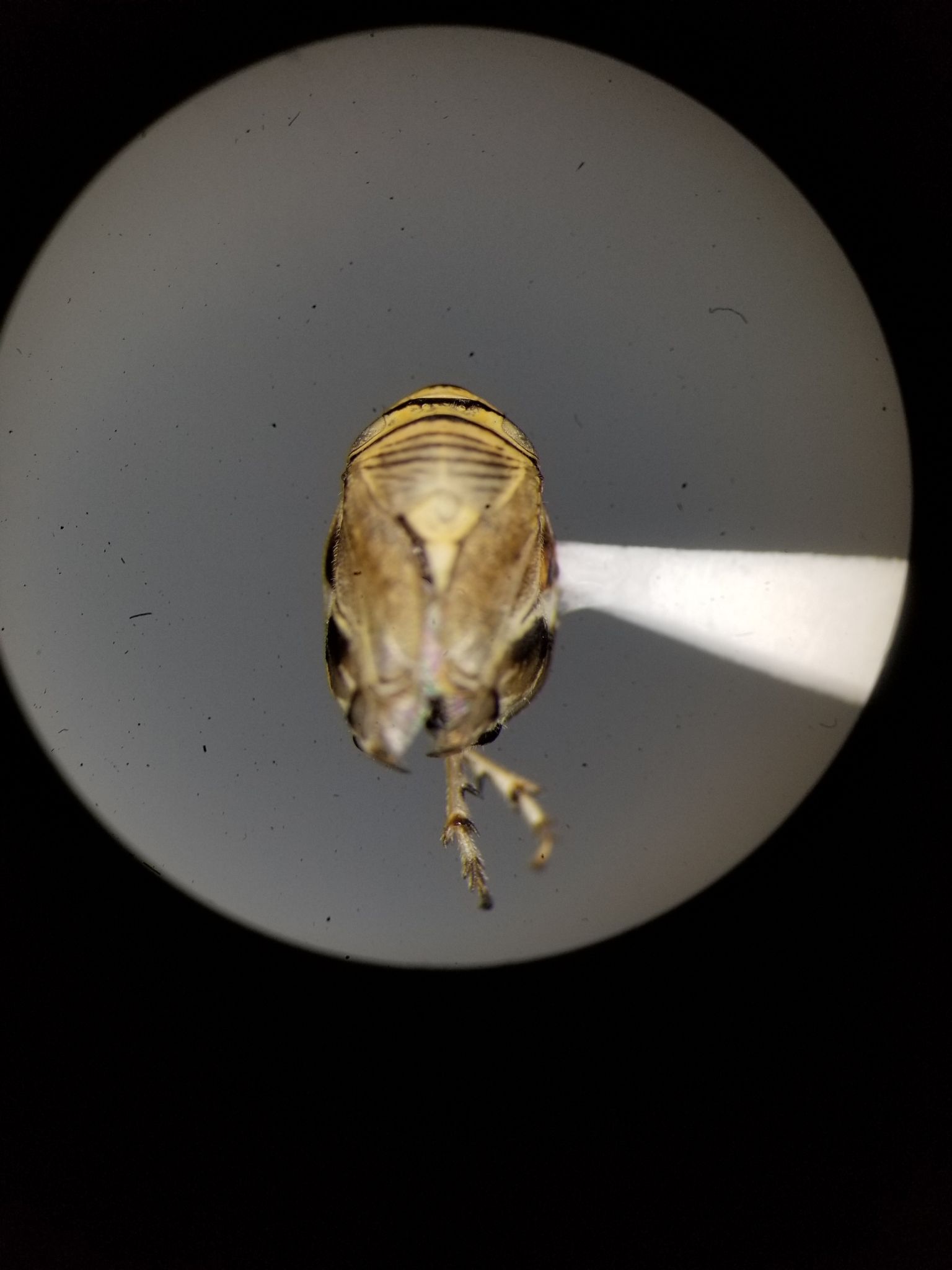 Clastoptera brunnea