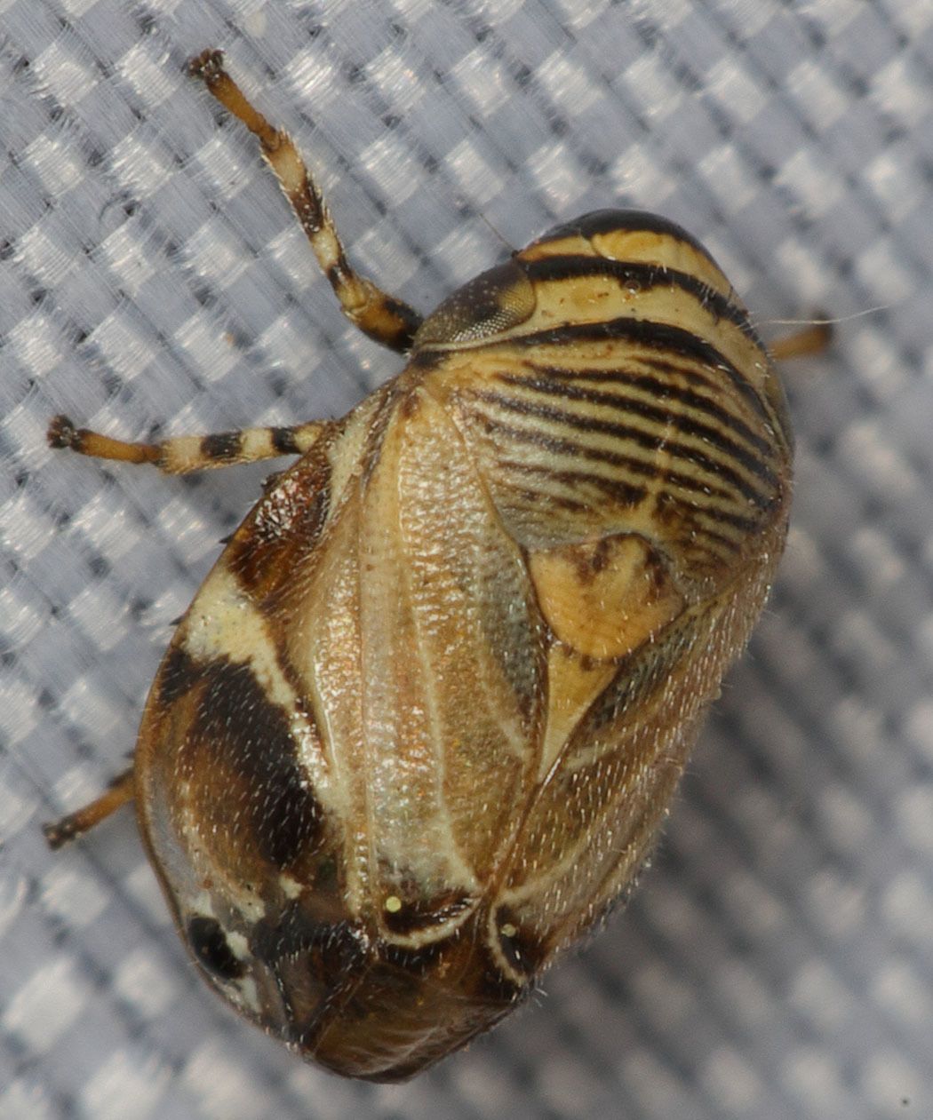 Clastoptera brunnea