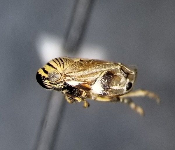 Clastoptera brunnea