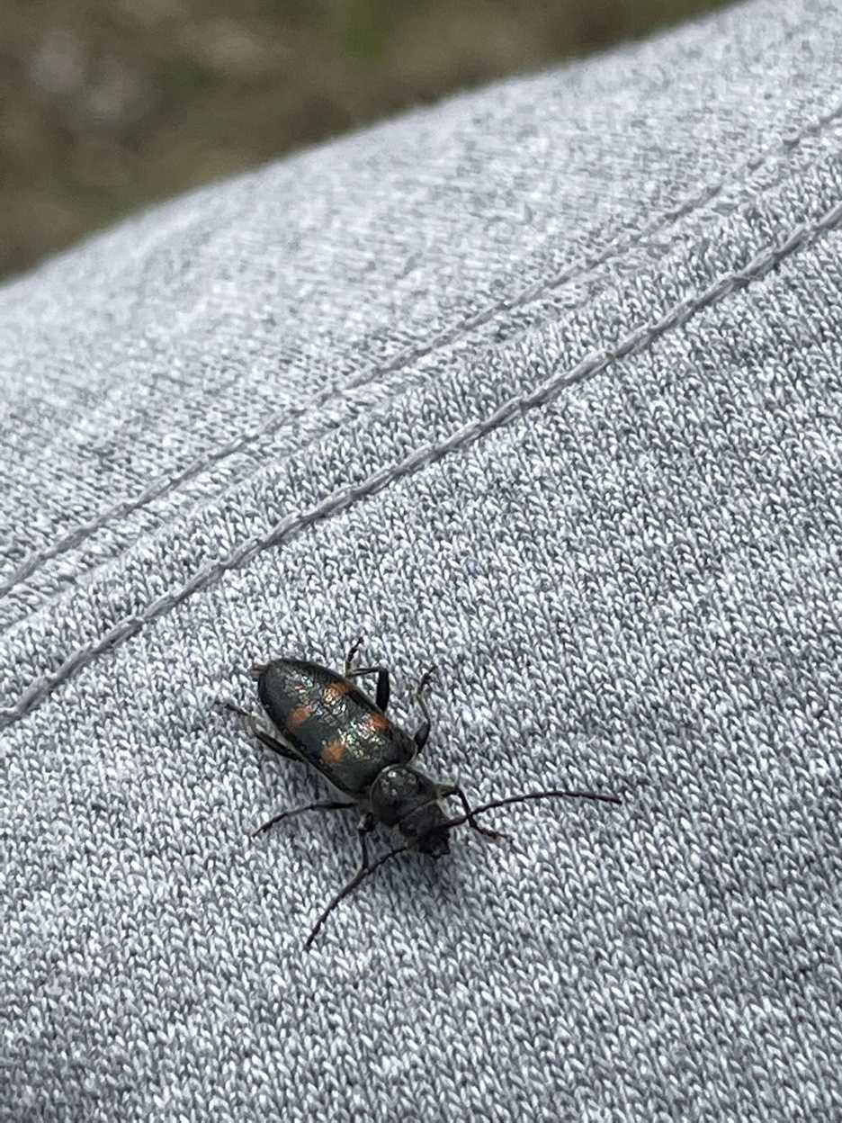 Semanotus litigiosus