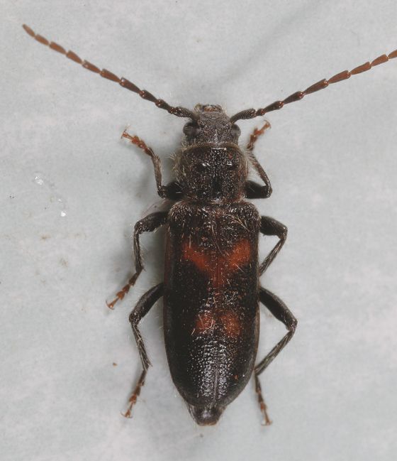 Semanotus litigiosus