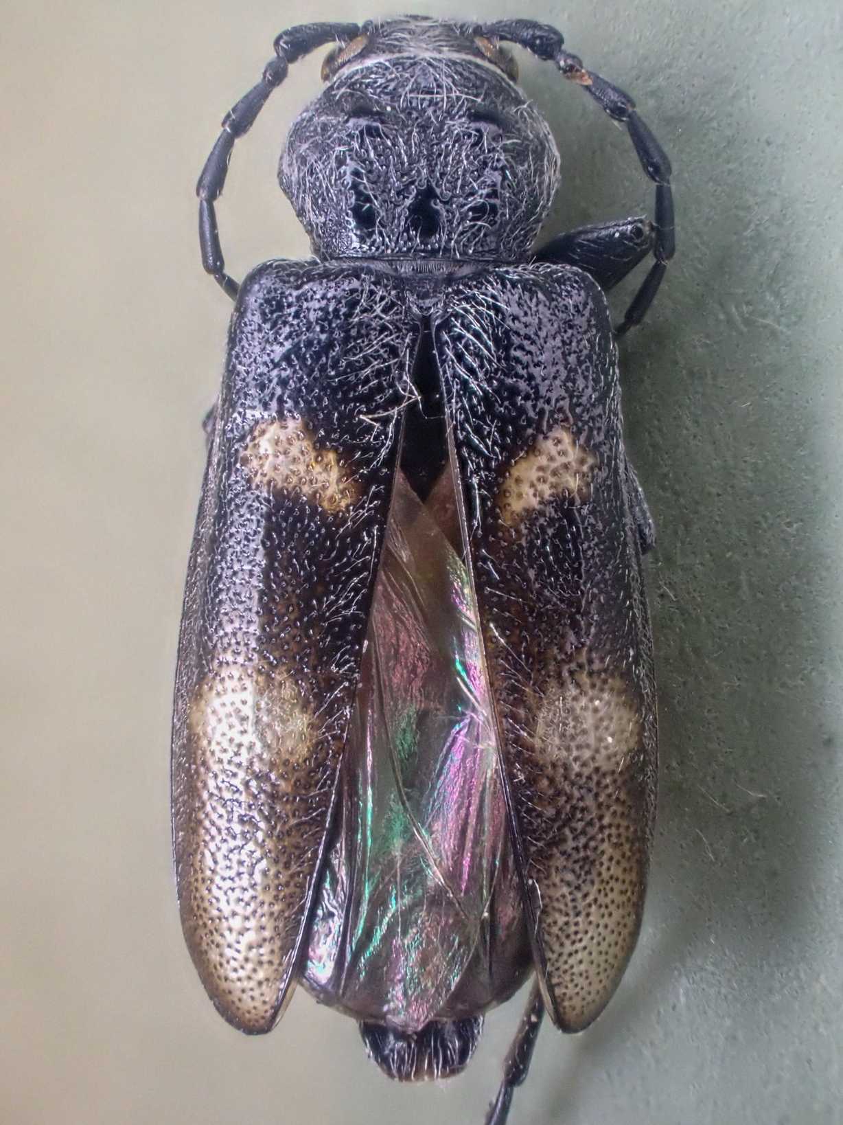 Semanotus litigiosus