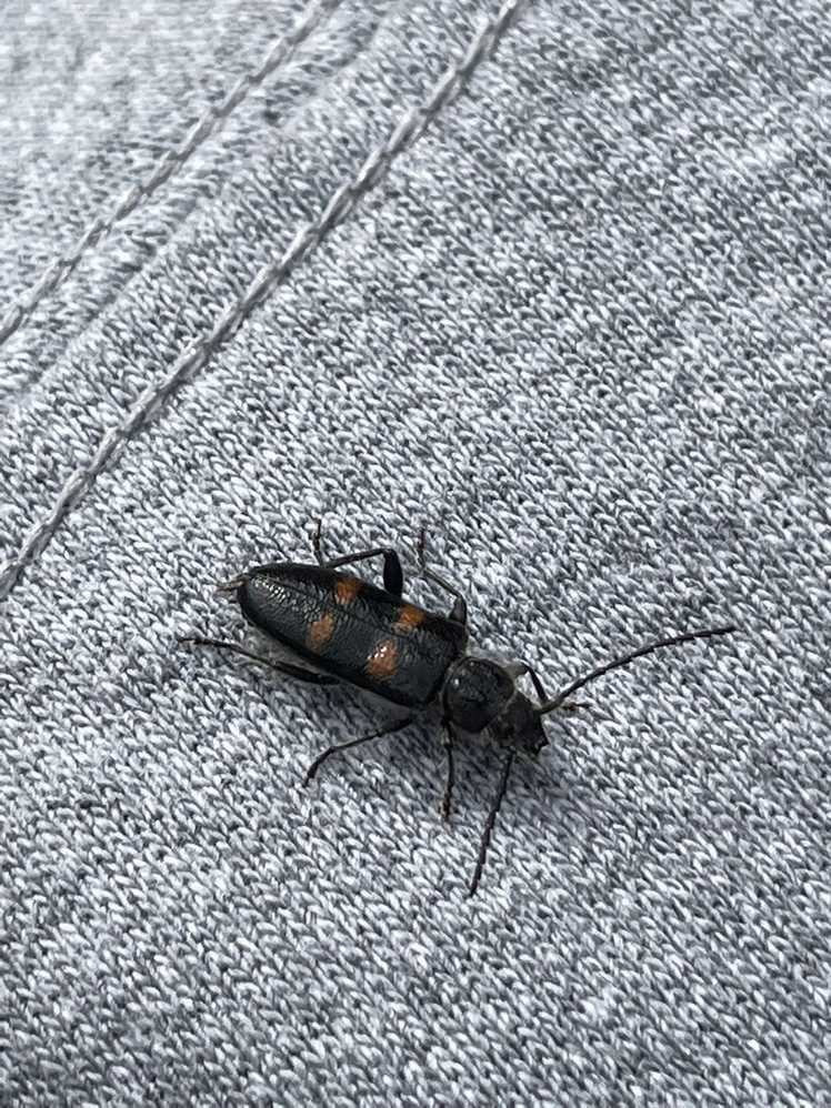 Semanotus litigiosus