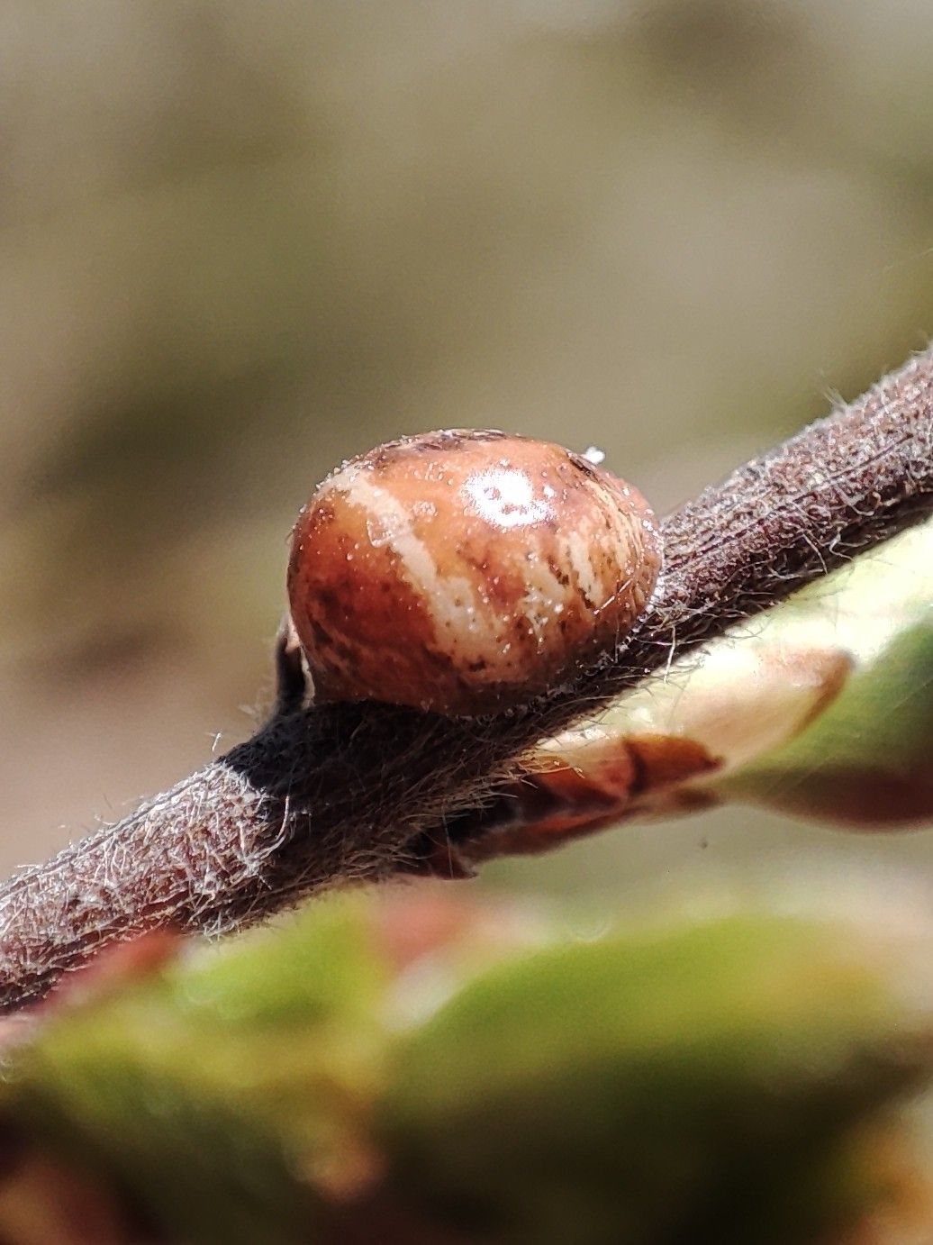 Eulecanium tiliae