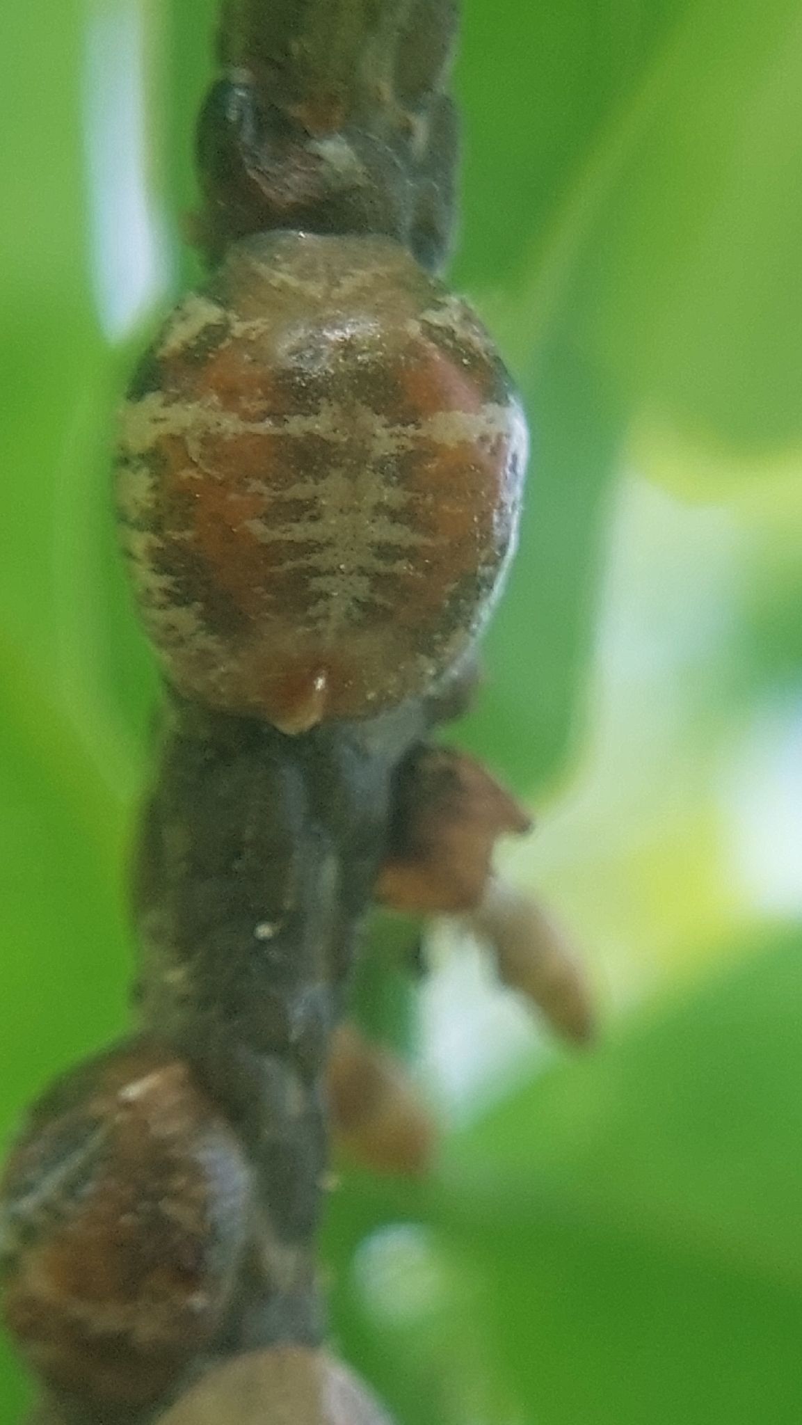 Eulecanium tiliae