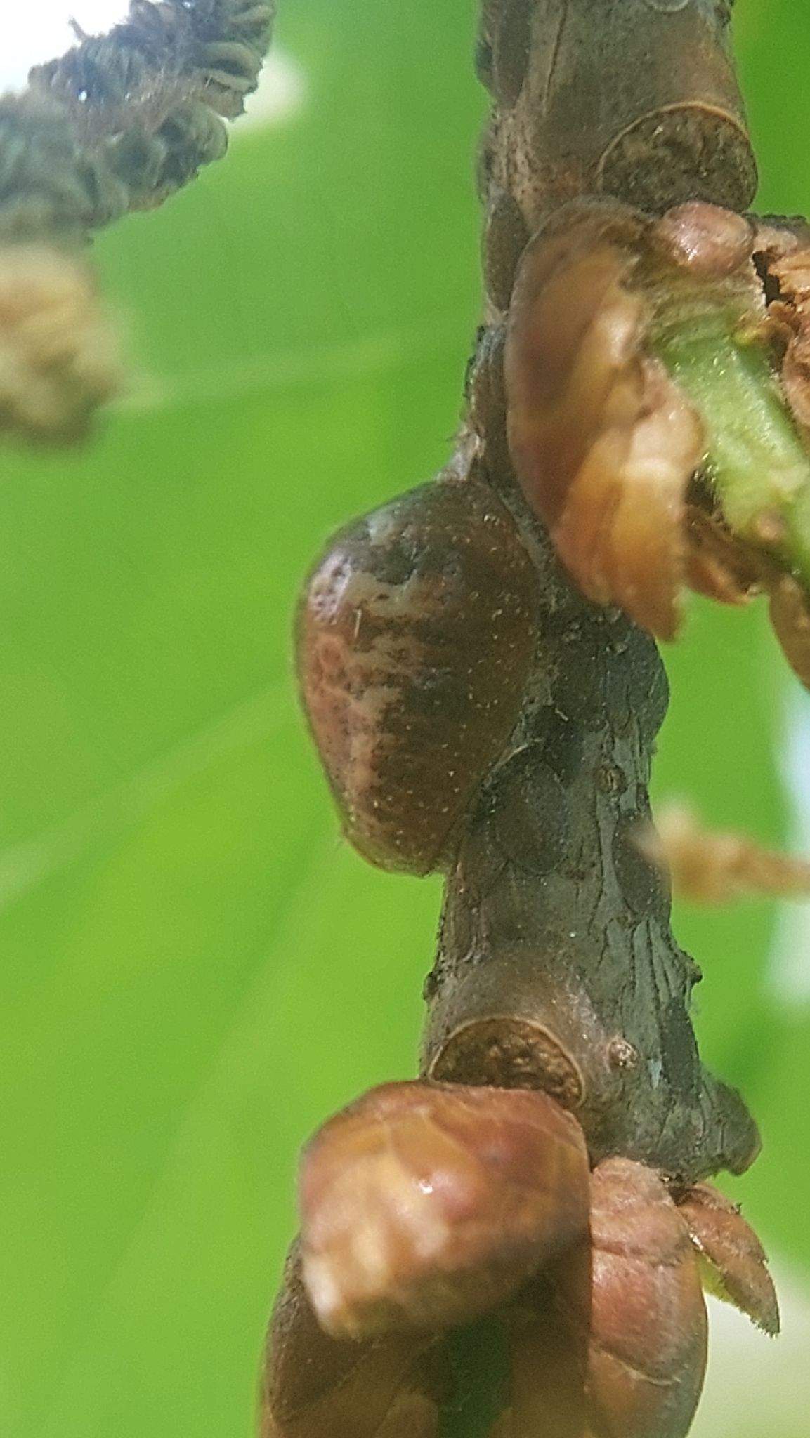 Eulecanium tiliae