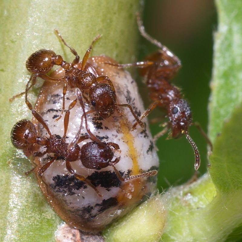 Eulecanium tiliae