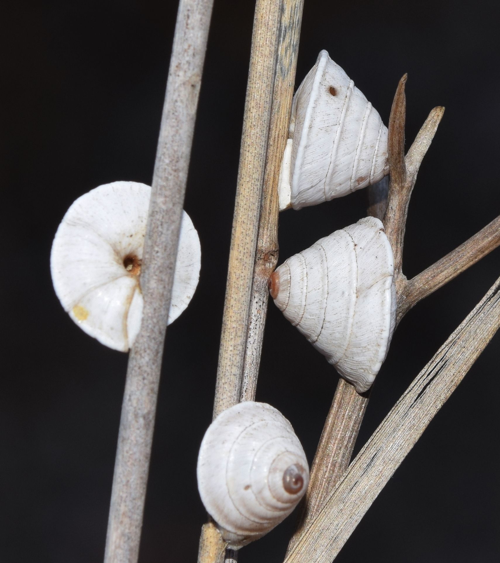 Trochoidea elegans
