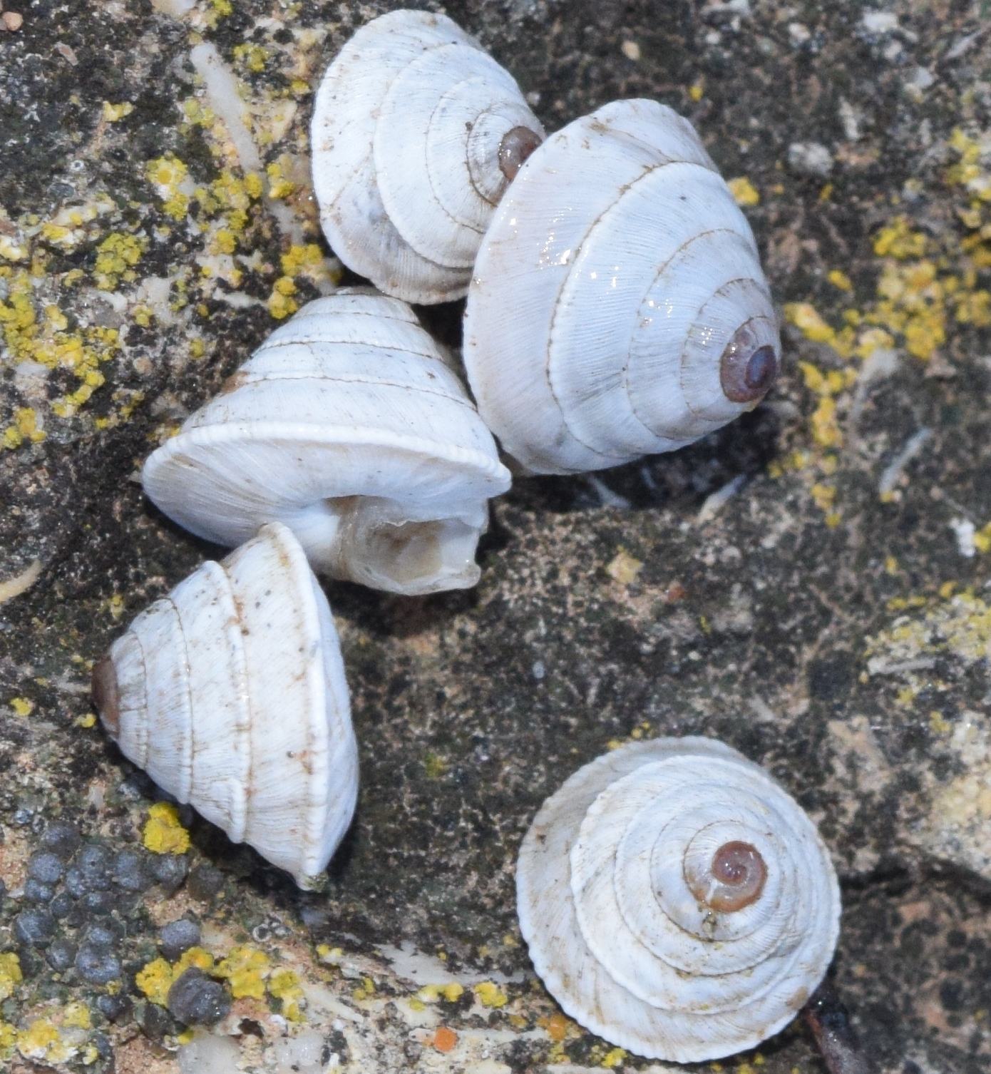 Trochoidea elegans