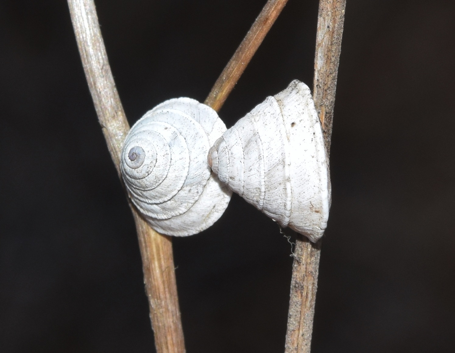 Trochoidea elegans