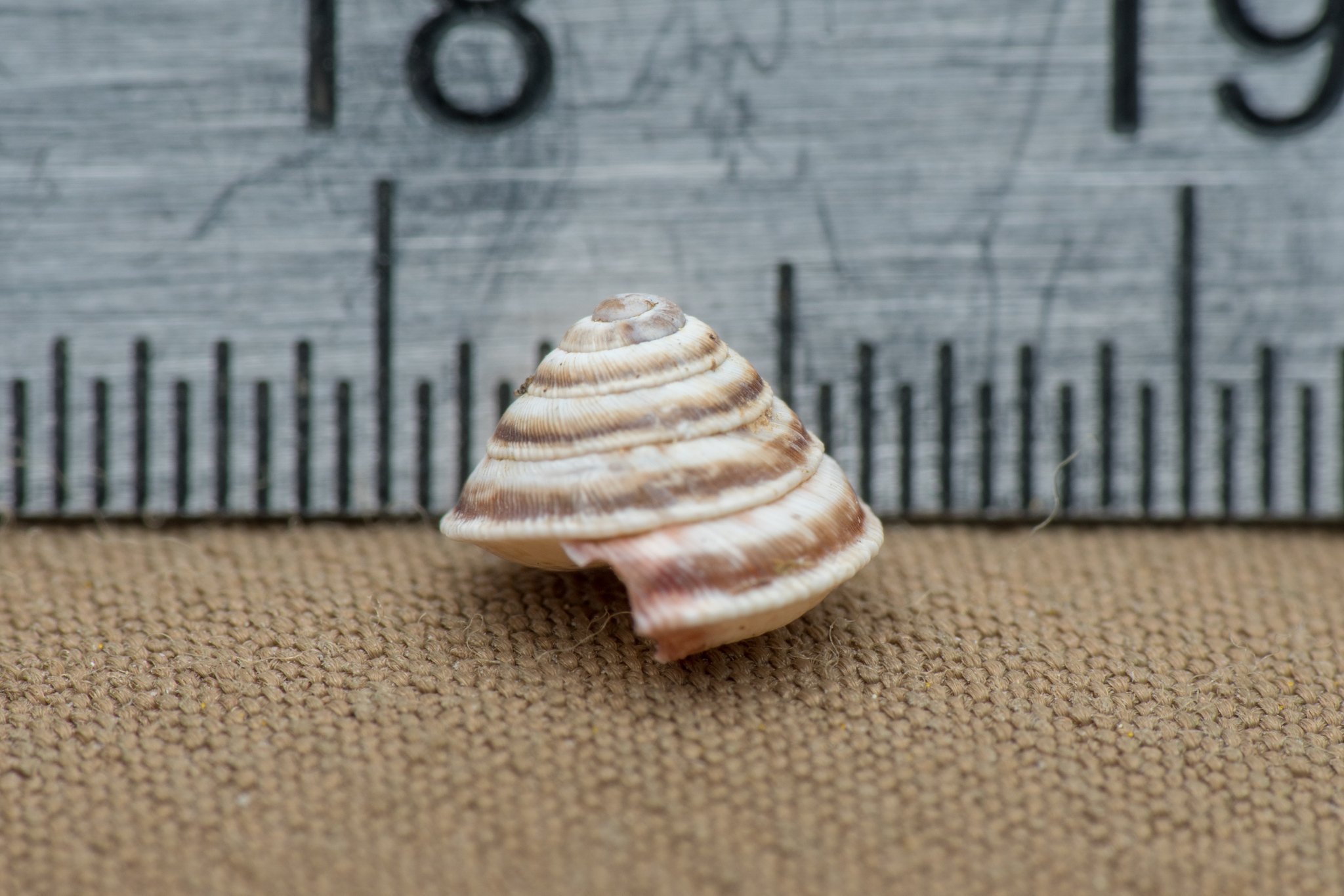Trochoidea elegans