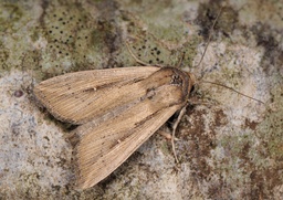 Mythimna loreyi