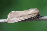 Mythimna loreyi