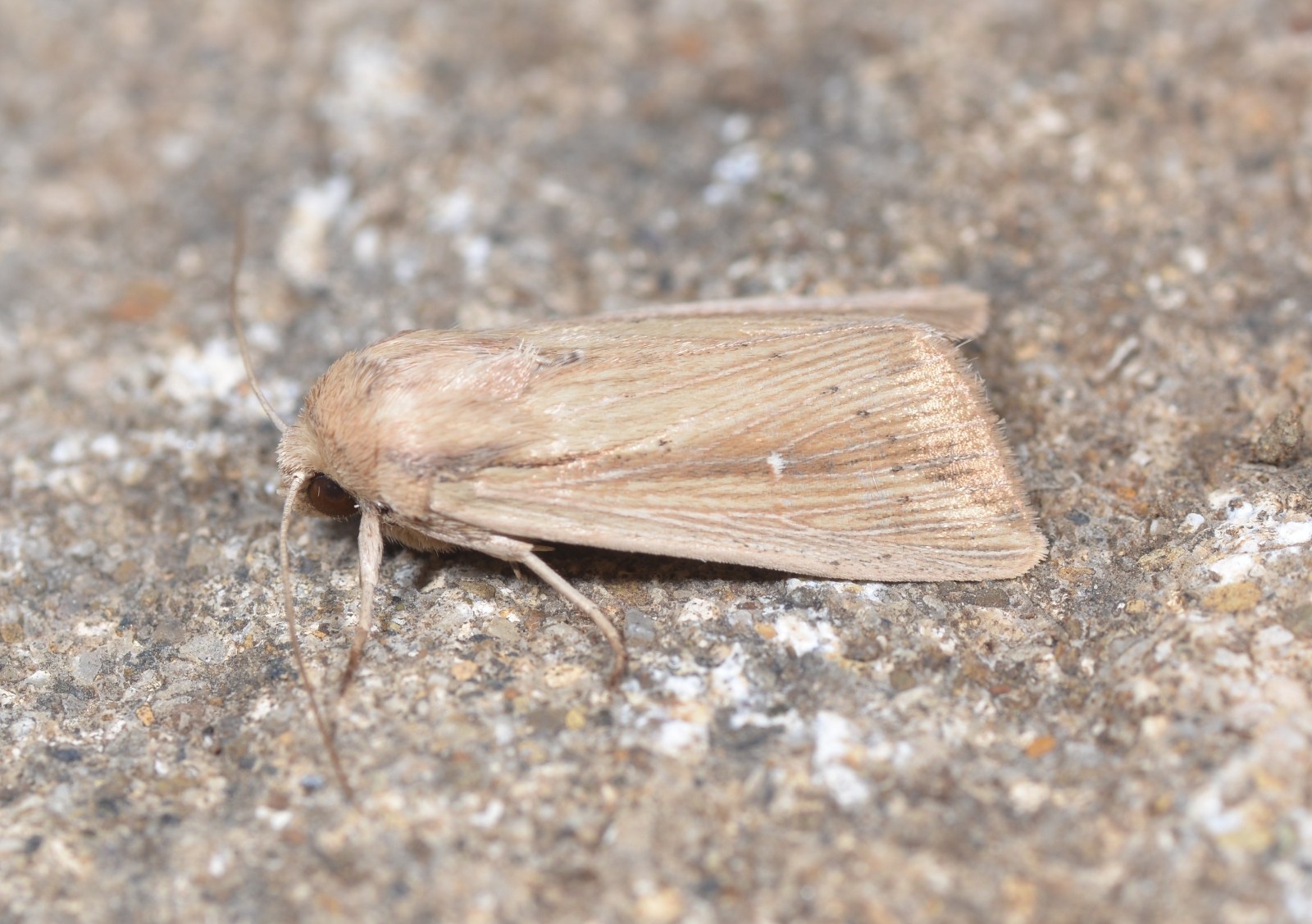 Mythimna loreyi
