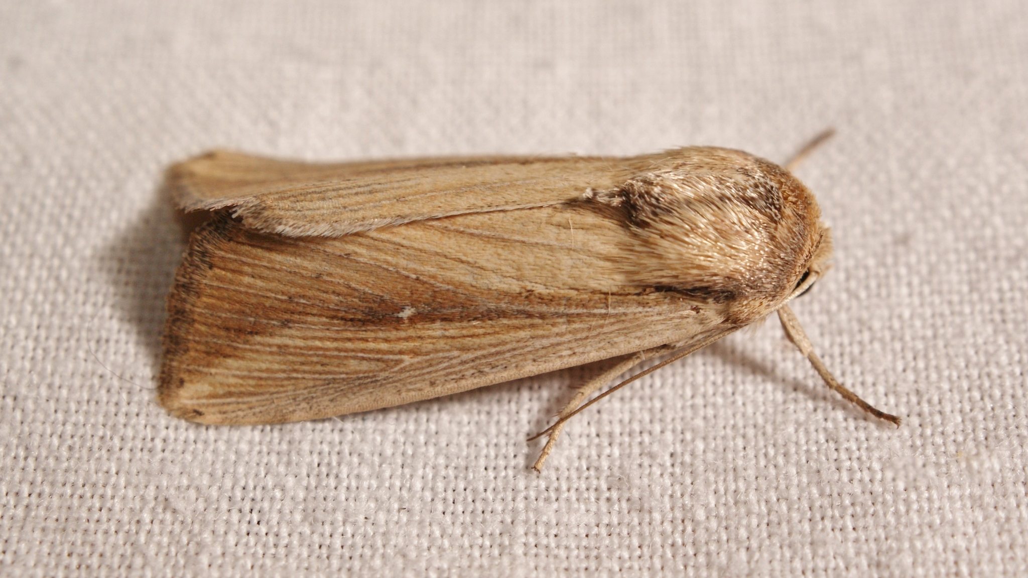 Mythimna loreyi