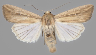 Mythimna loreyi