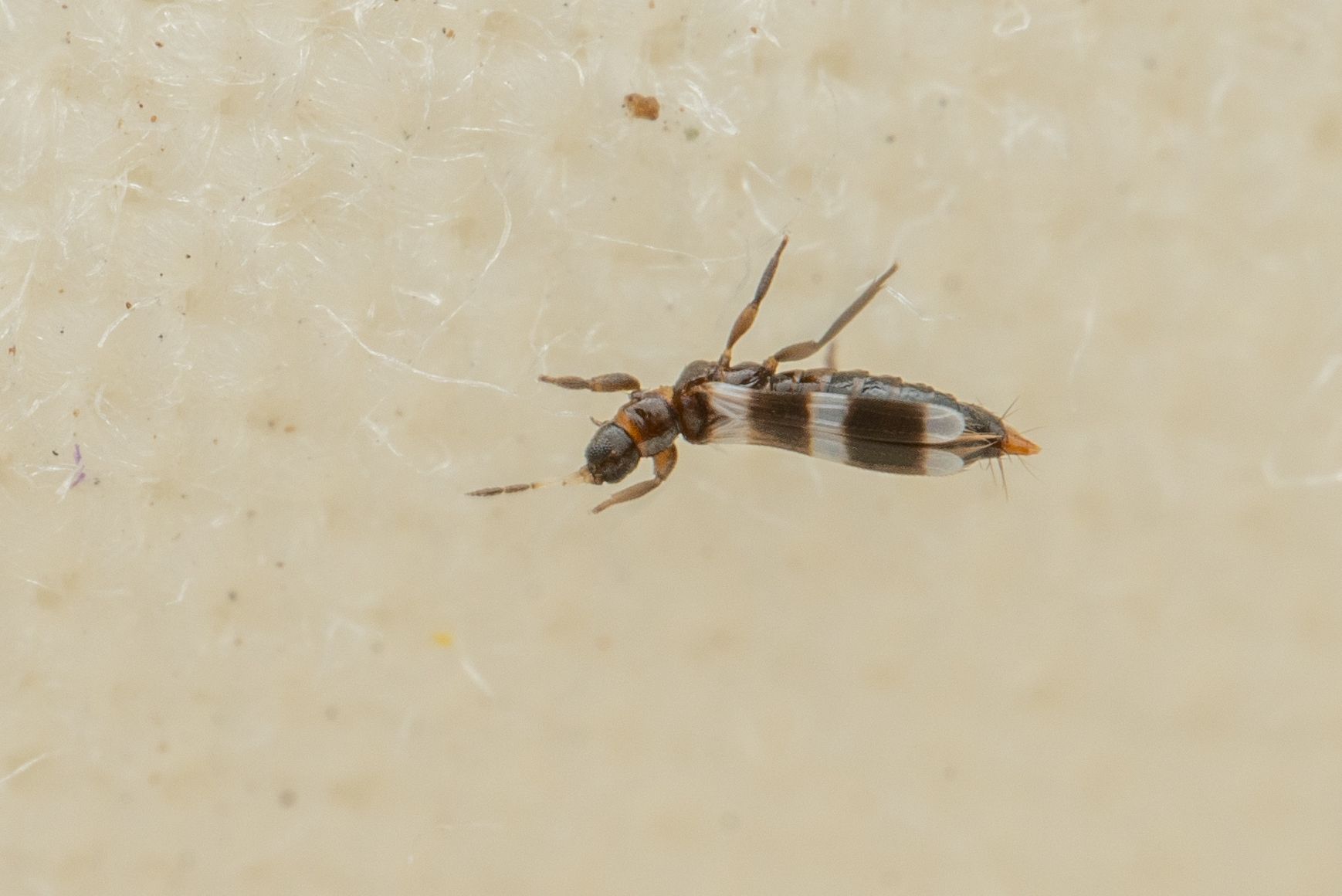 Aeolothrips ericae