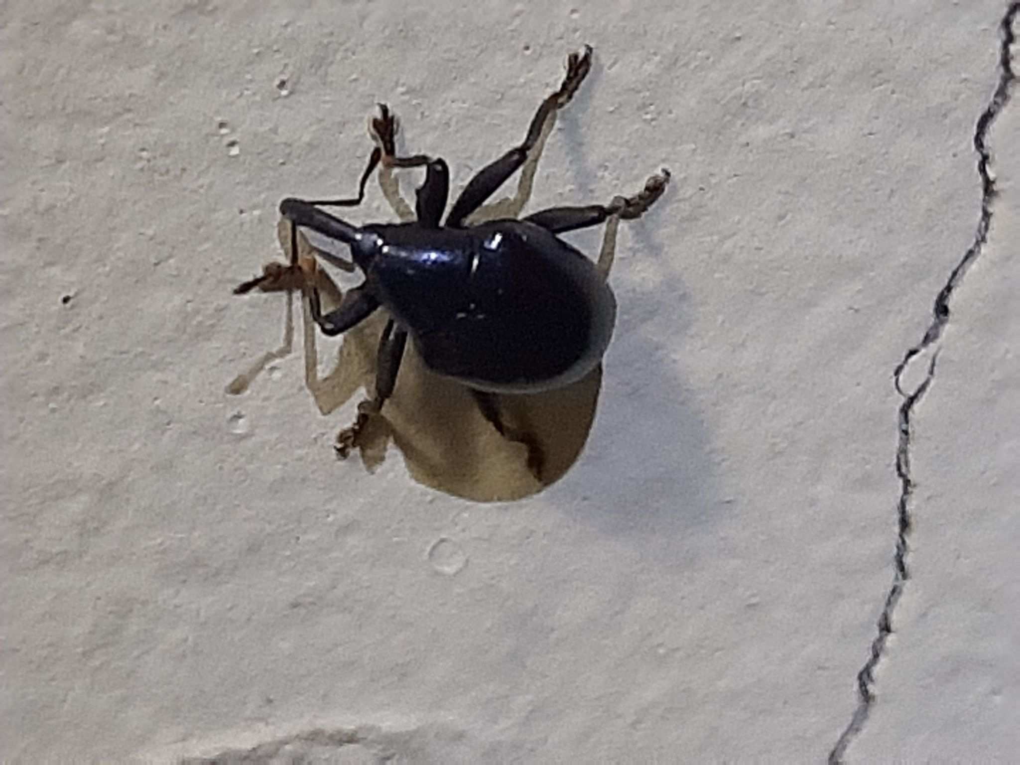 Cleogonus