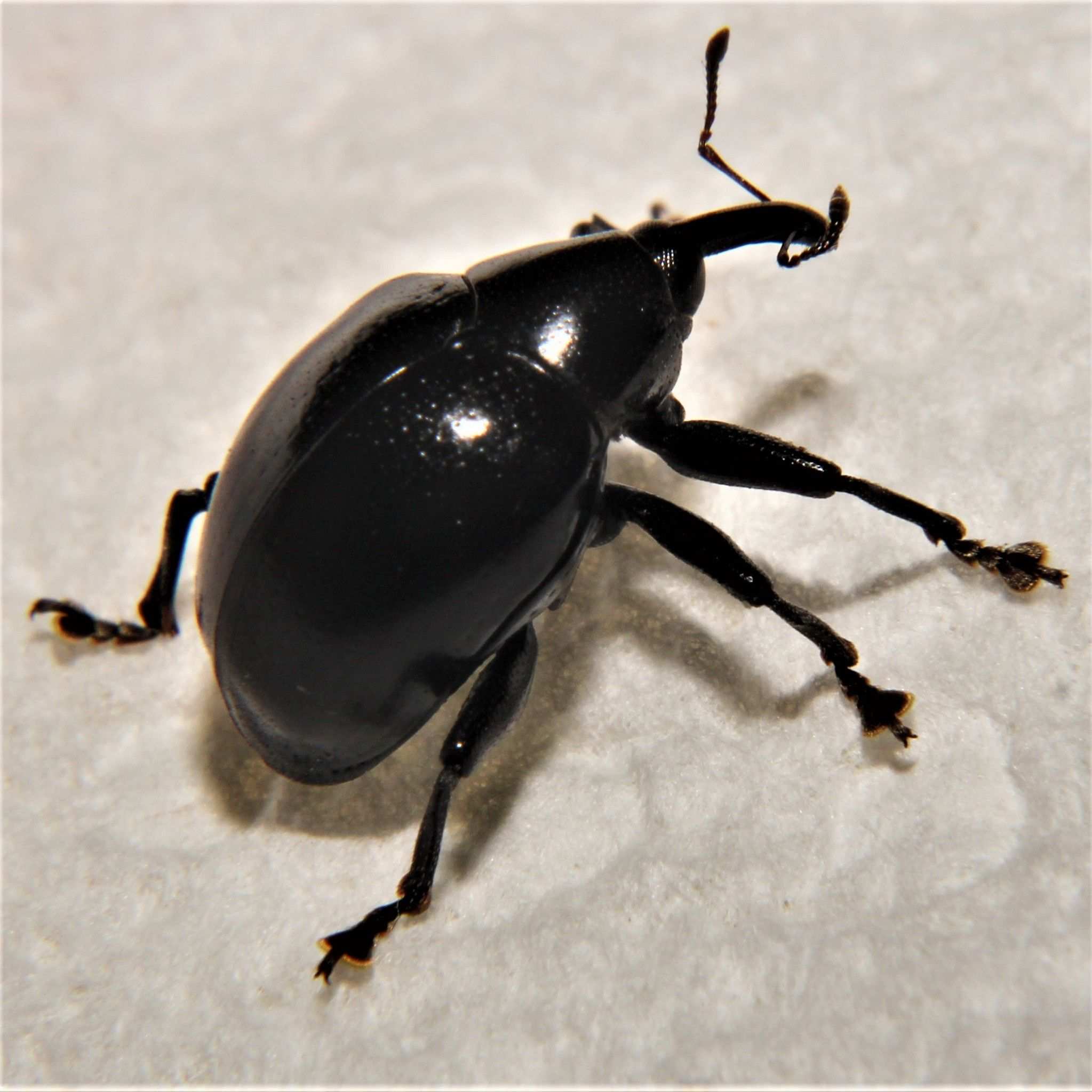 Cleogonus