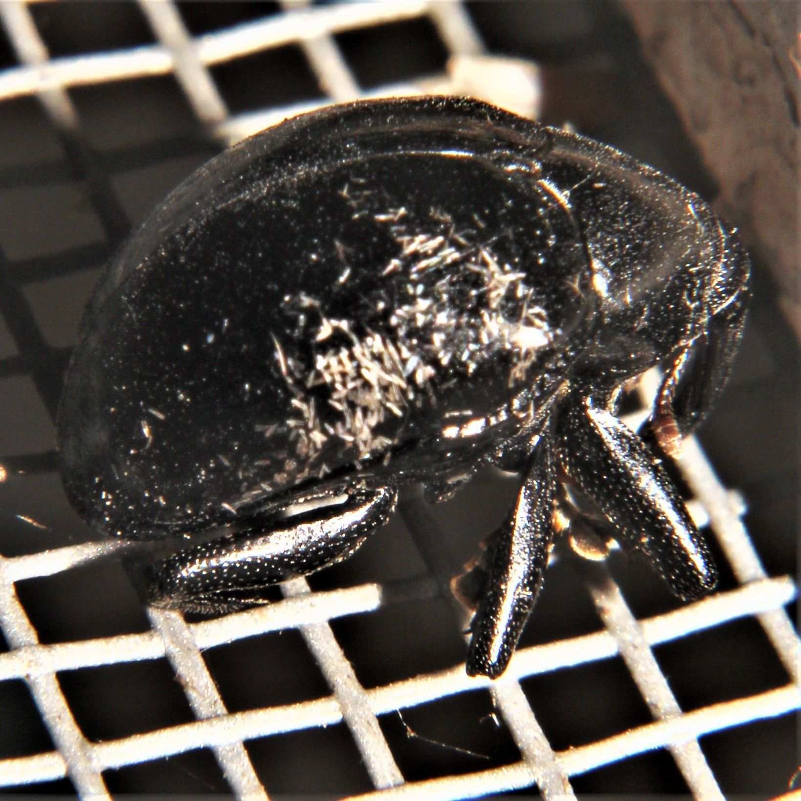 Cleogonus