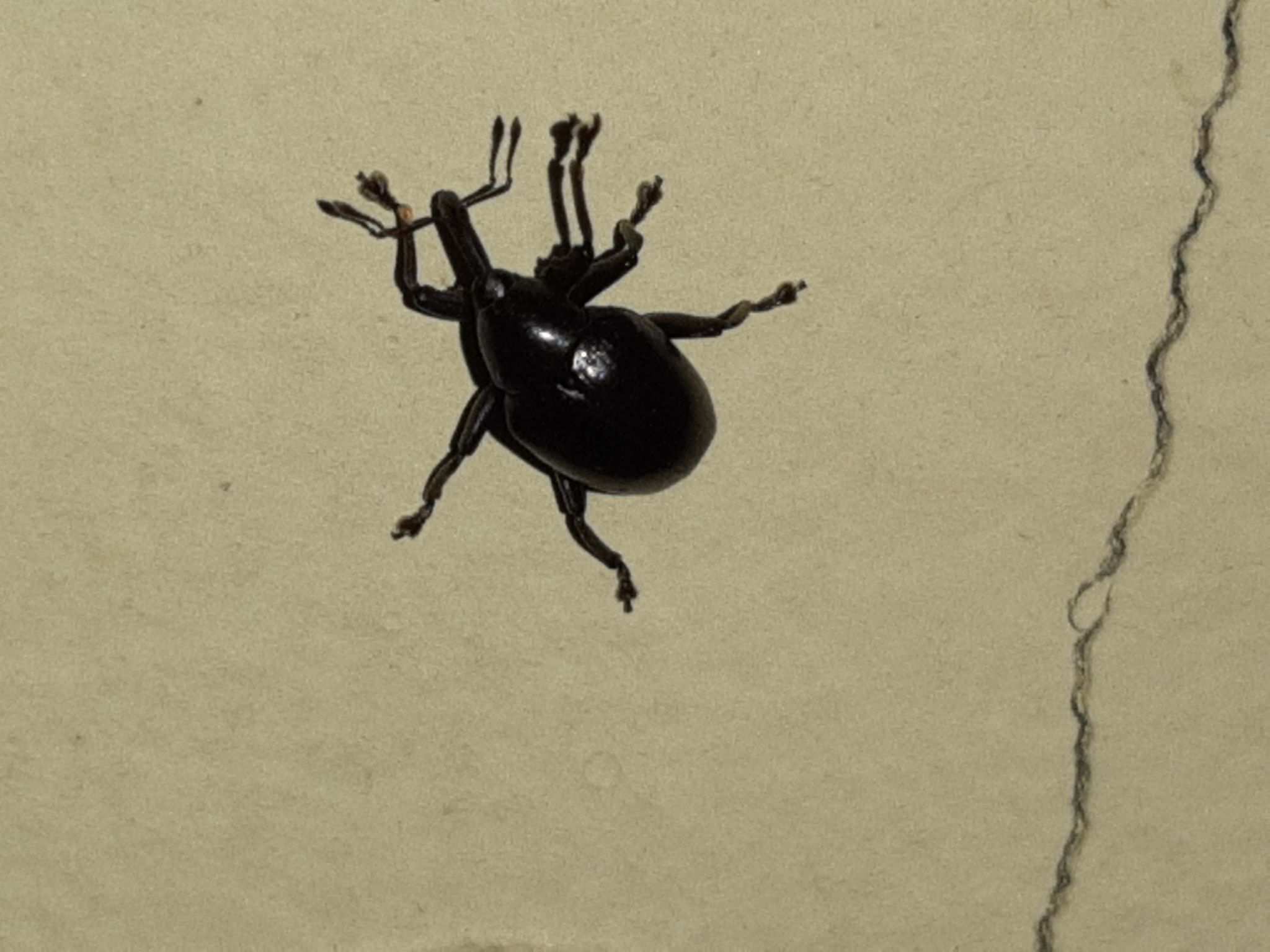 Cleogonus