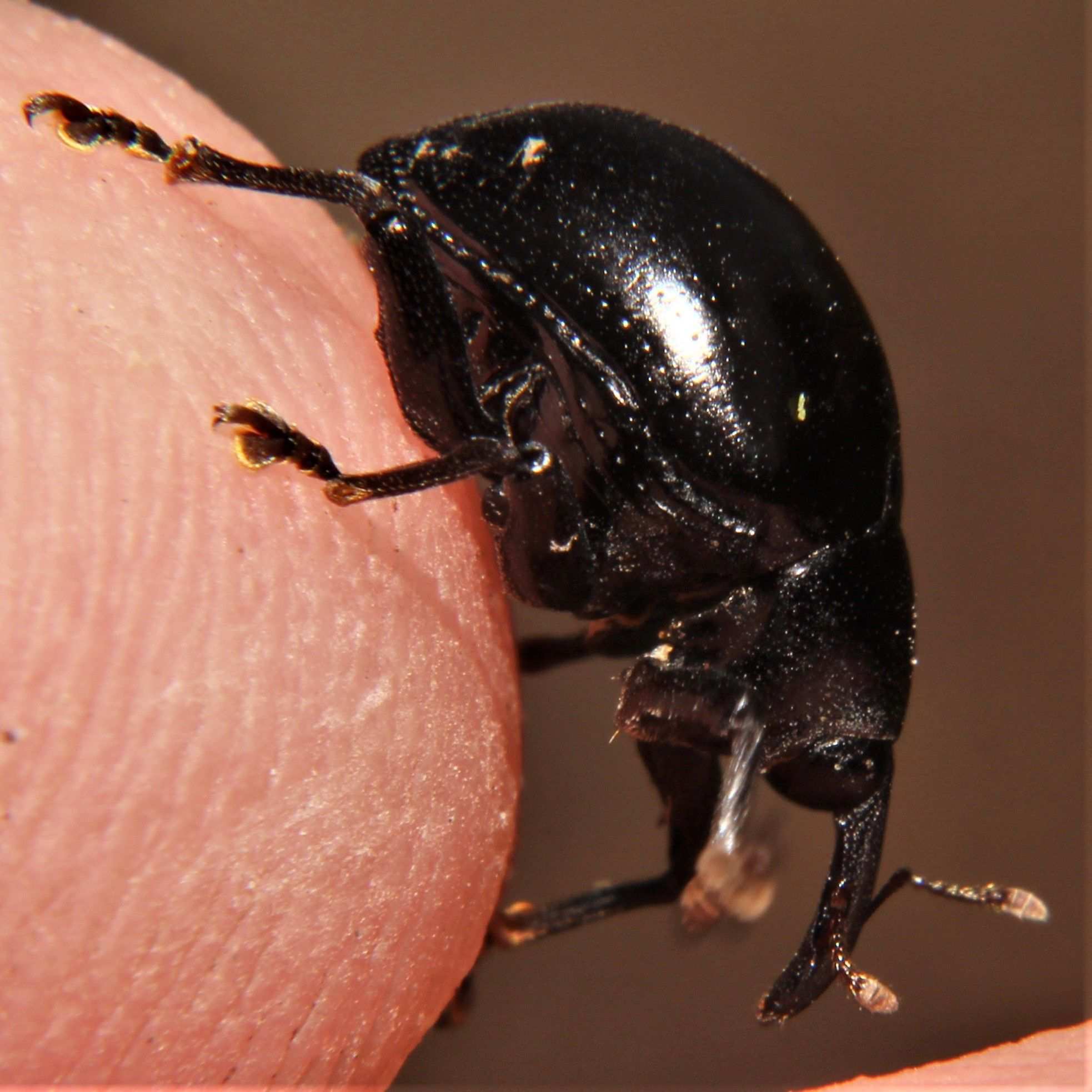 Cleogonus
