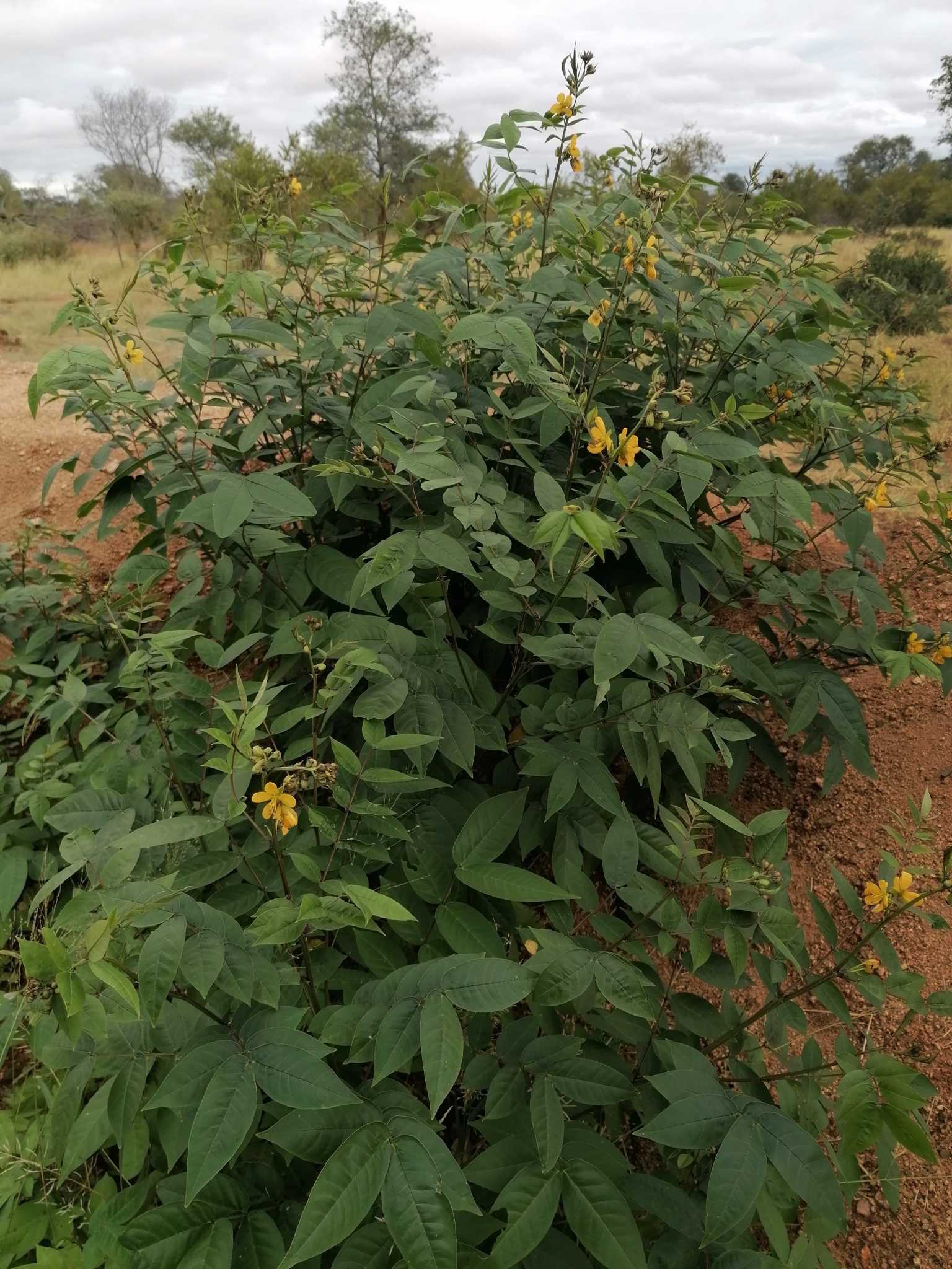 Senna occidentalis