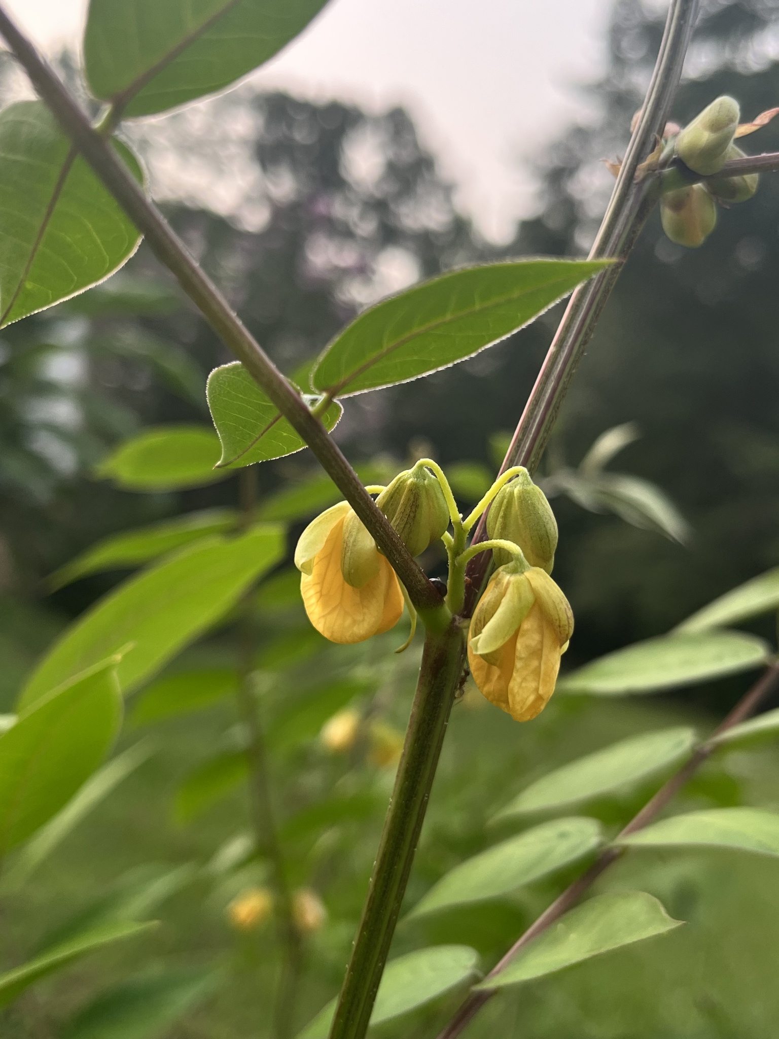 Senna occidentalis