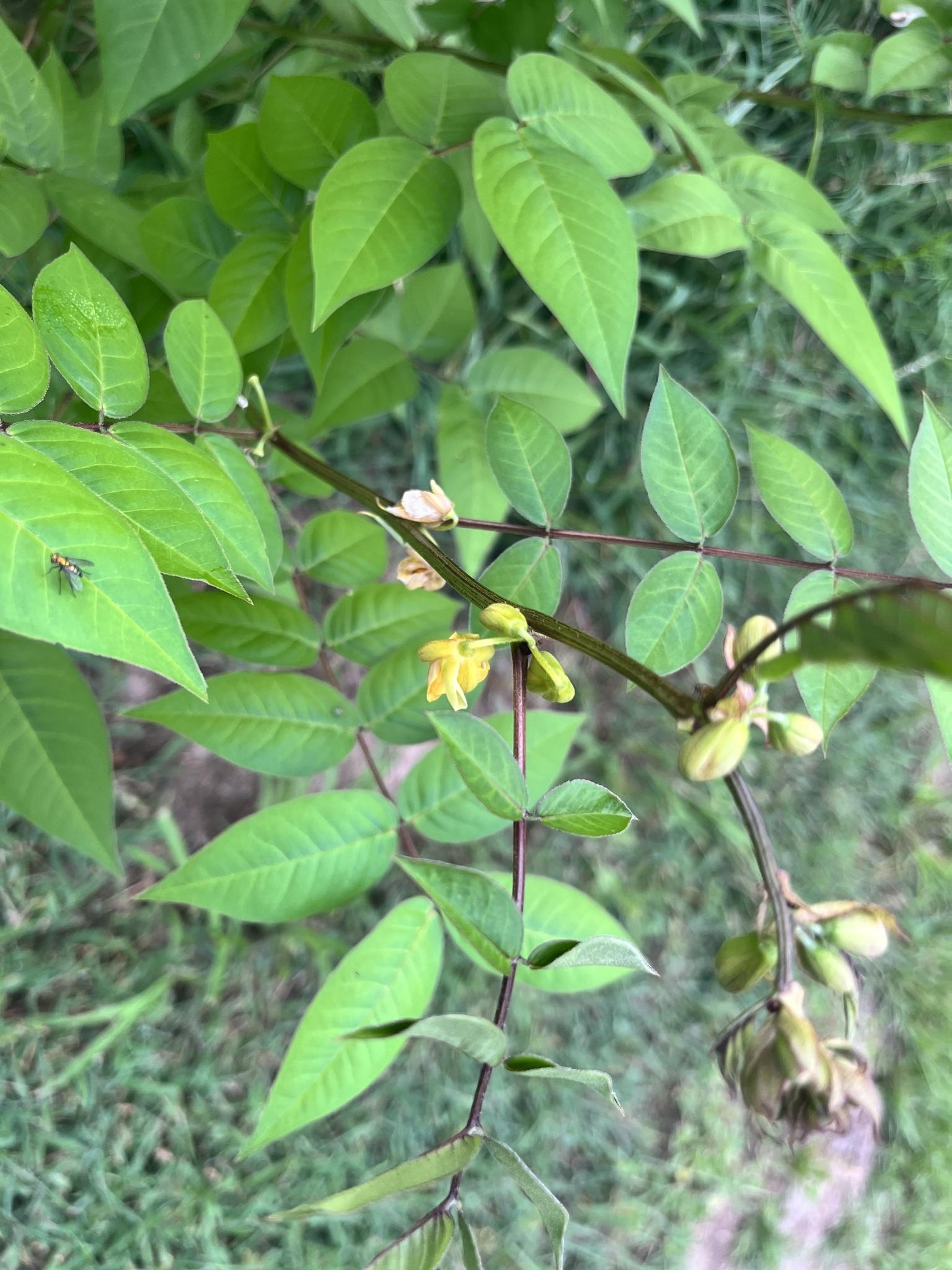 Senna occidentalis