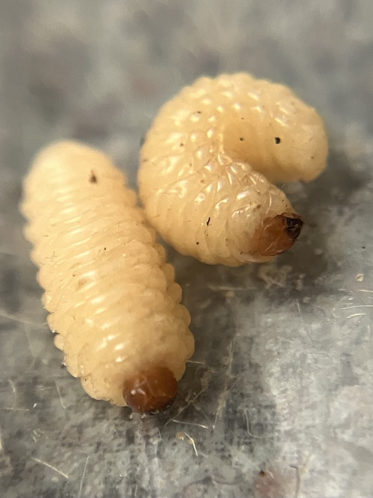Curculio sayi