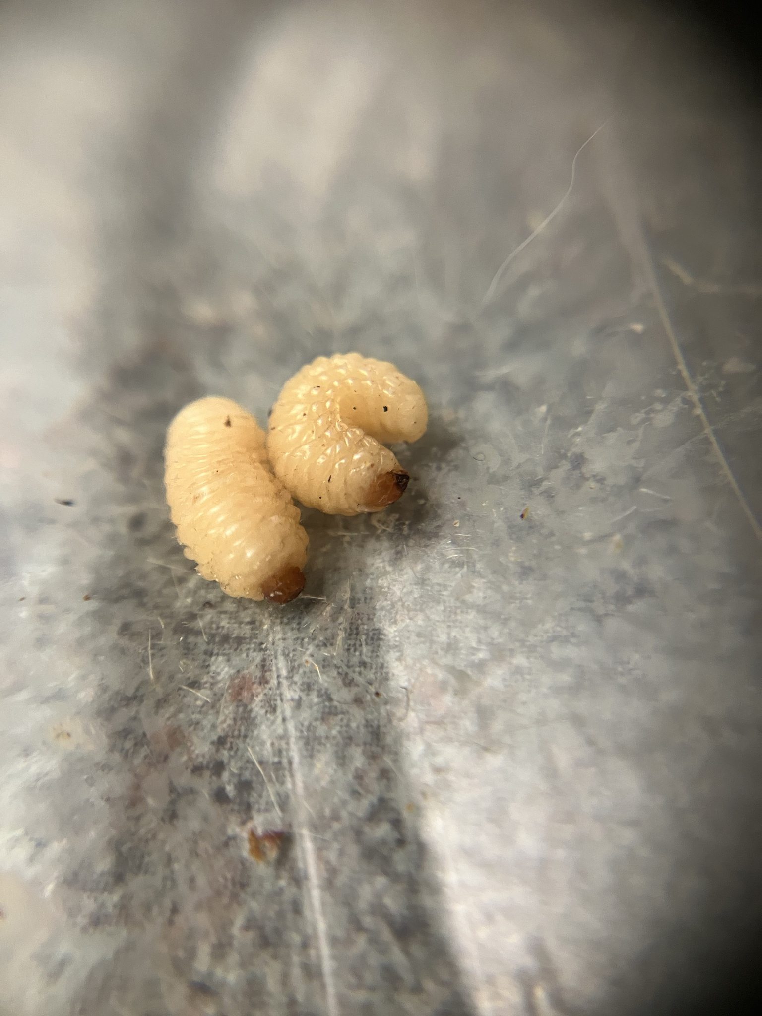 Curculio sayi