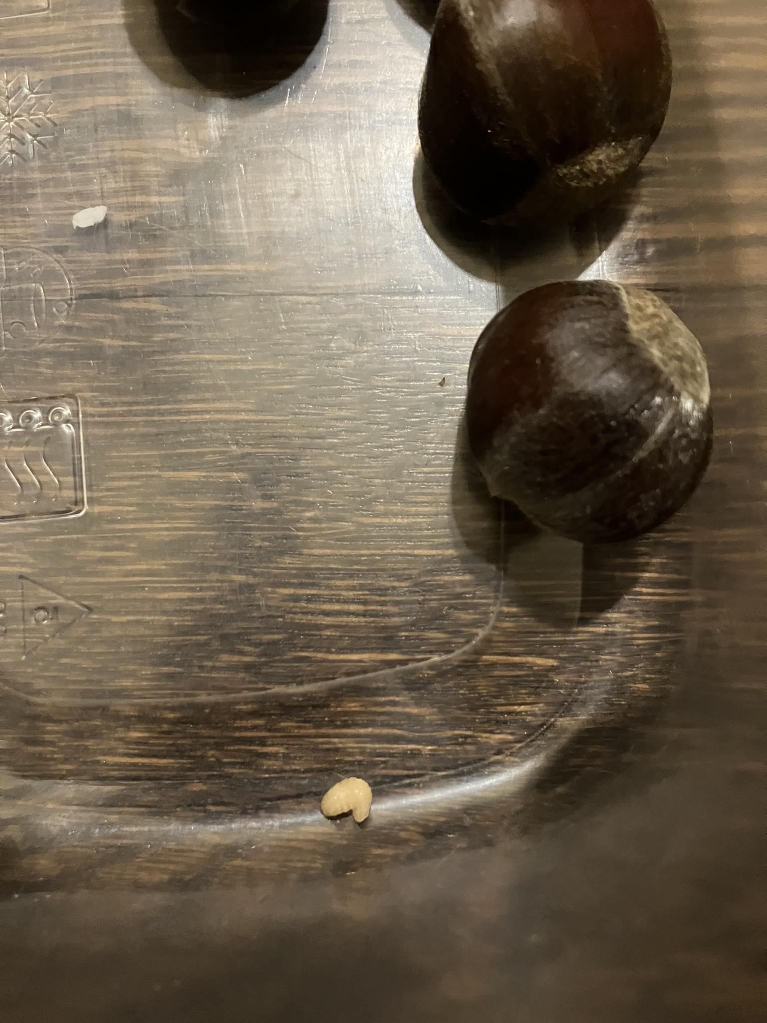 Curculio sayi
