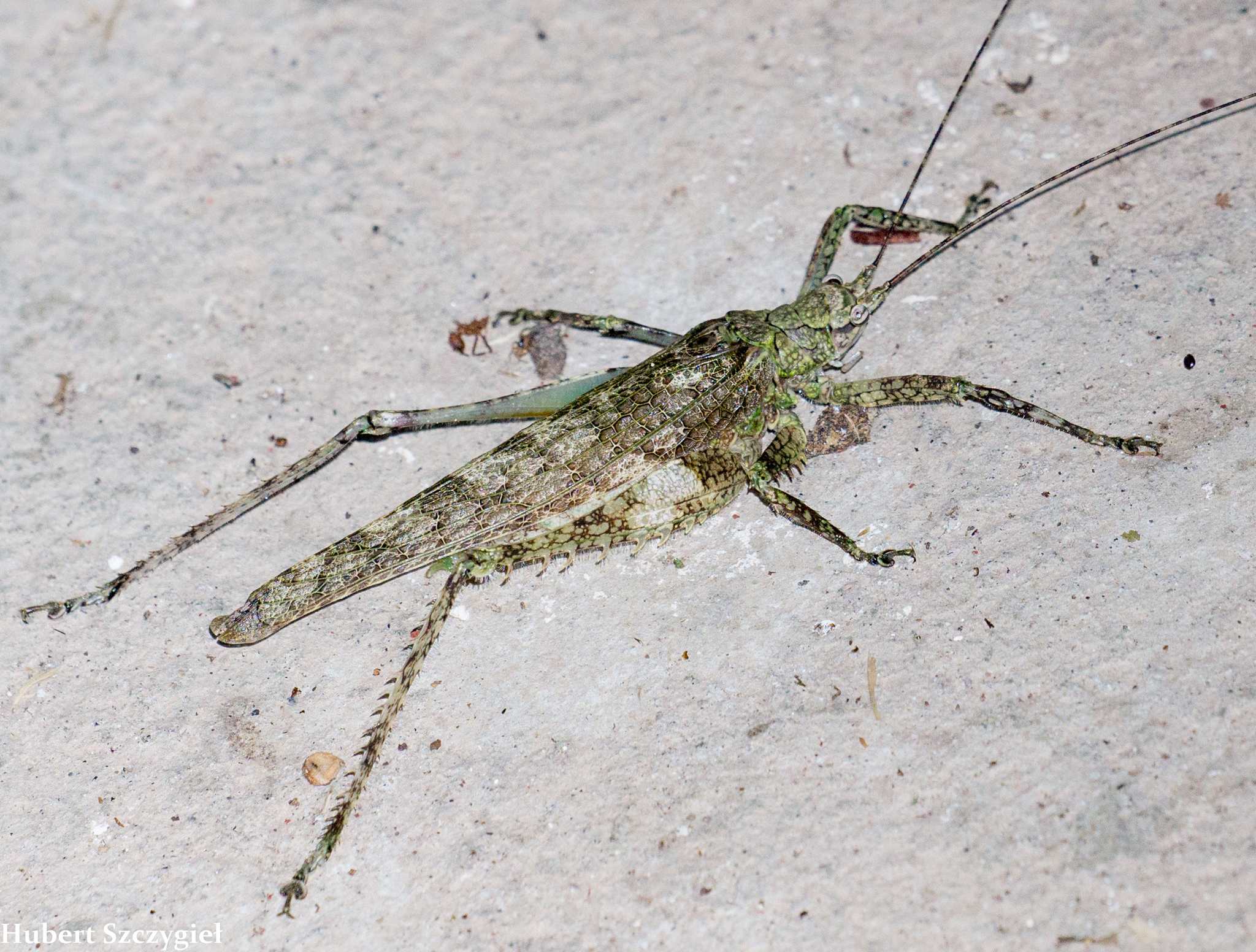 Acanthodis