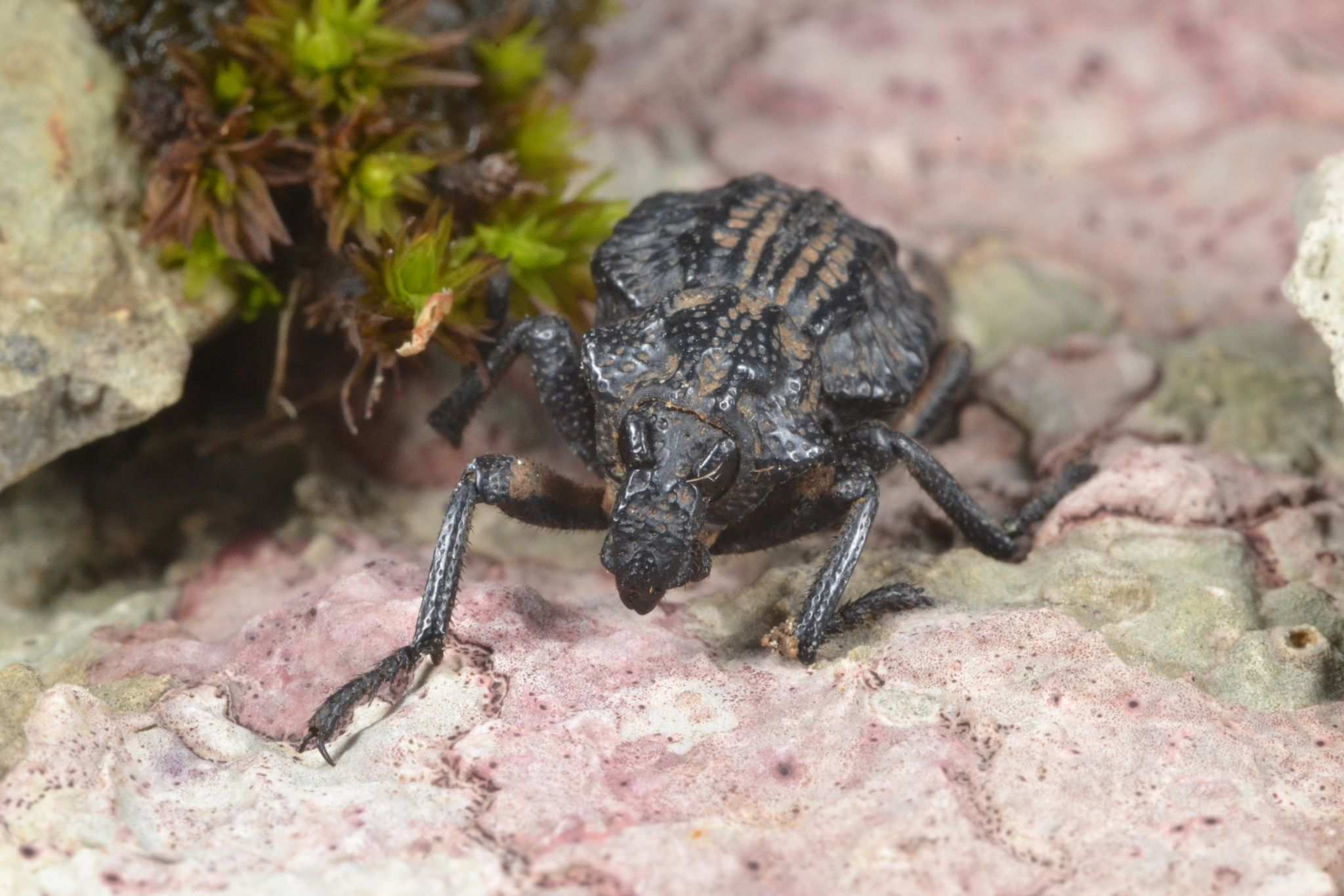 Brachycerus undatus