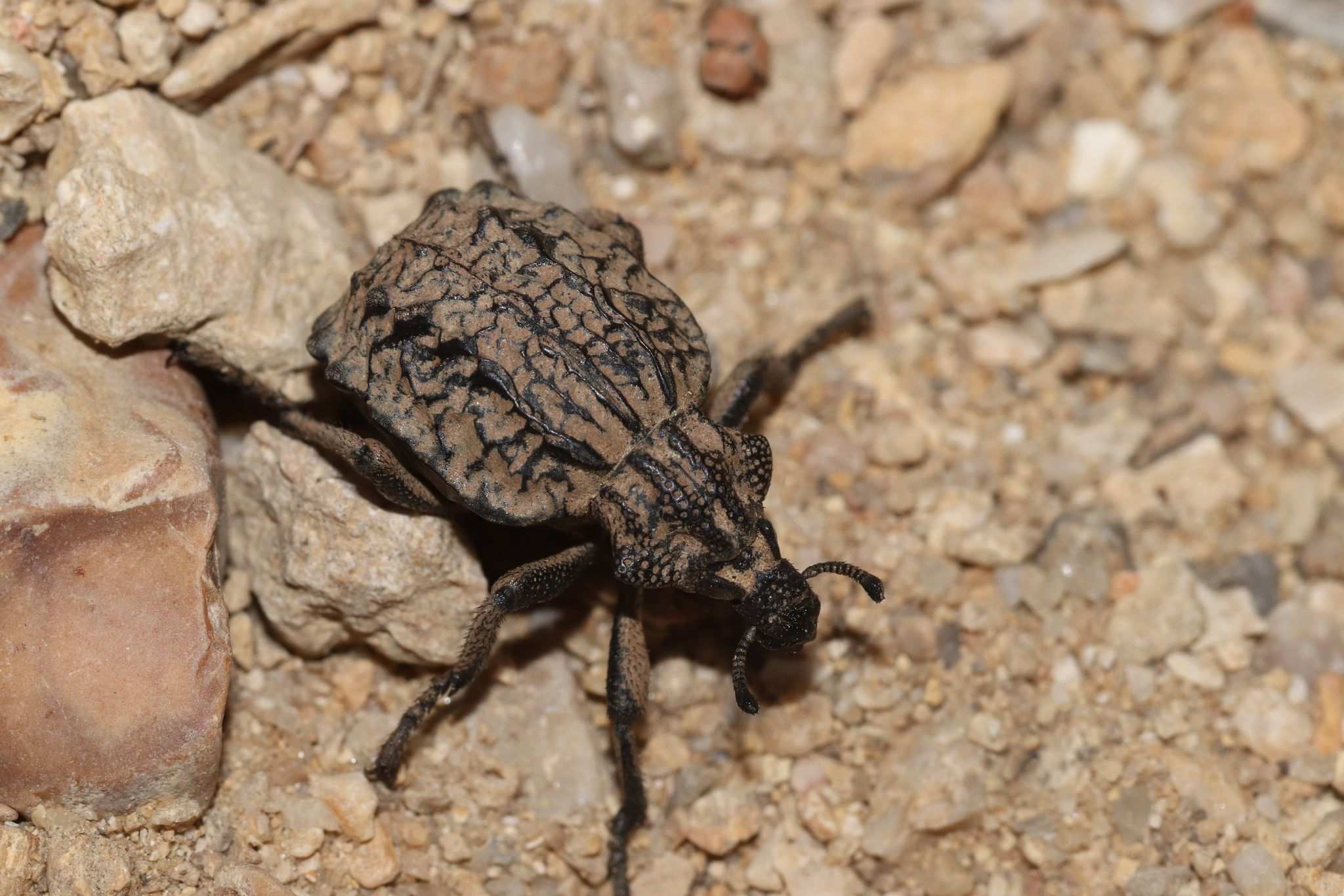Brachycerus undatus