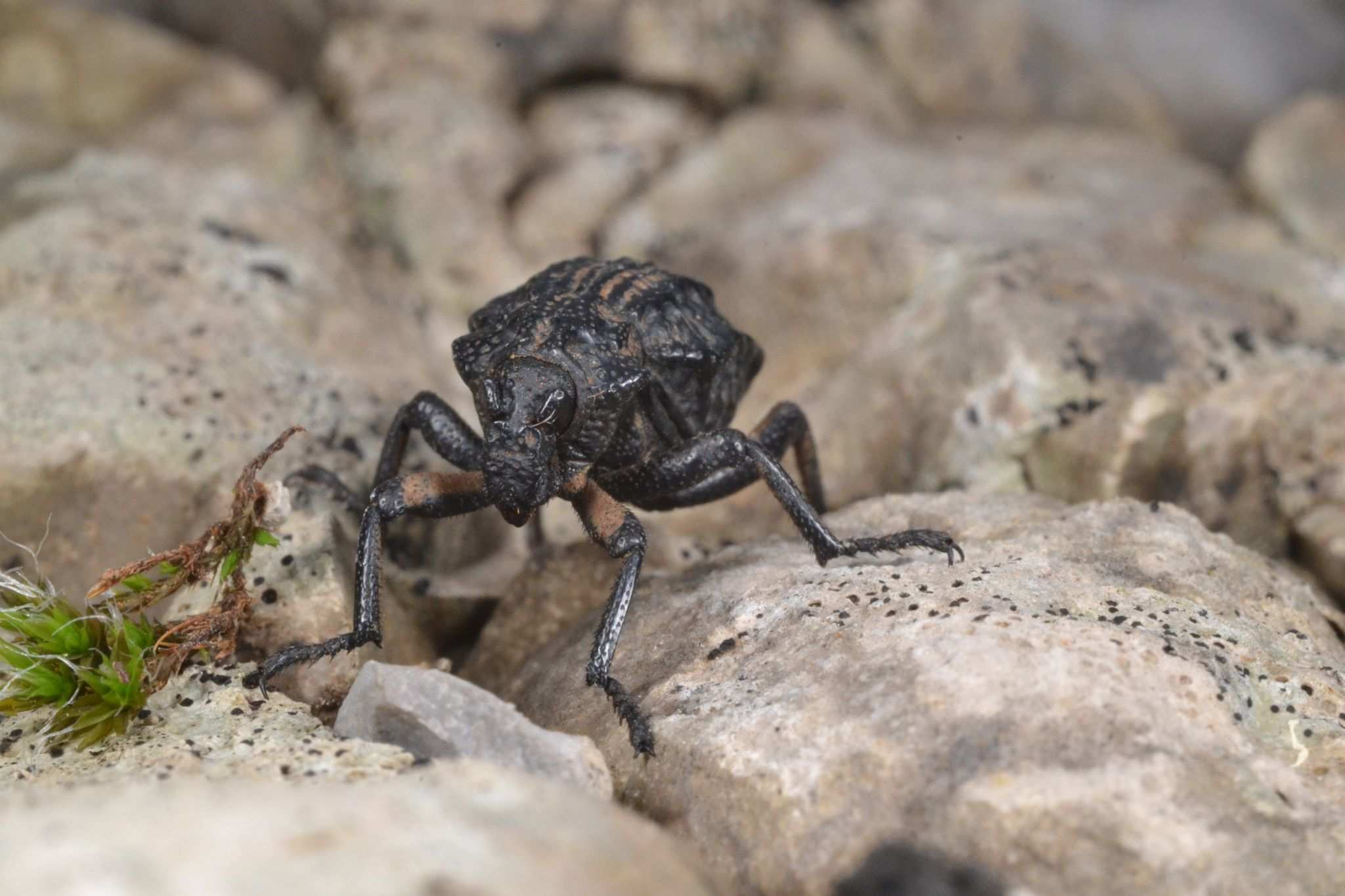 Brachycerus undatus