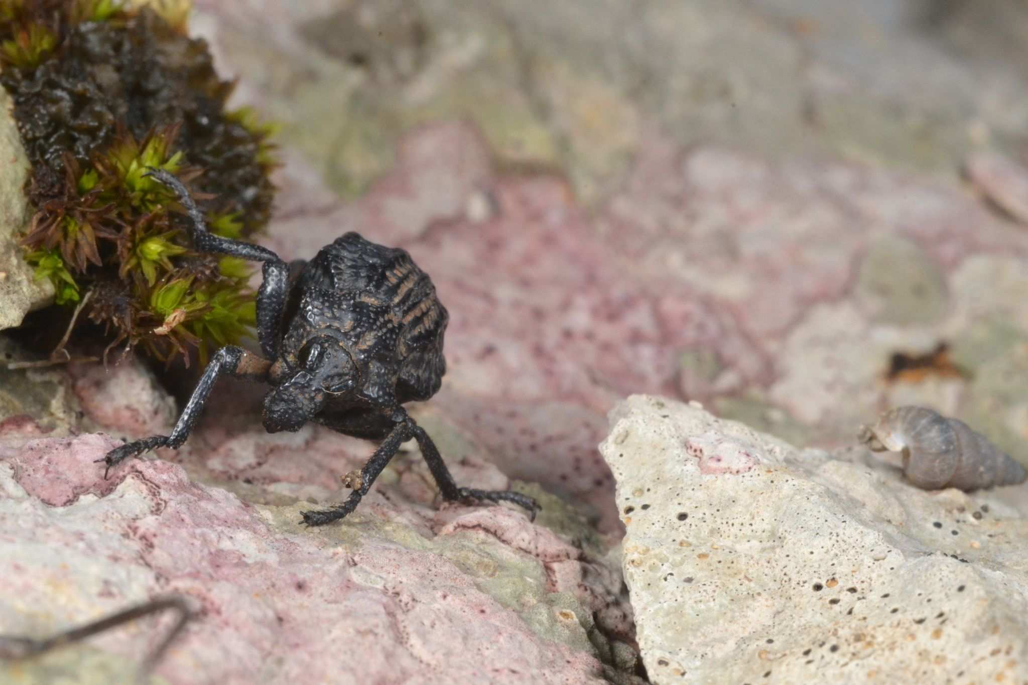 Brachycerus undatus