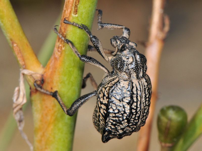 Brachycerus undatus