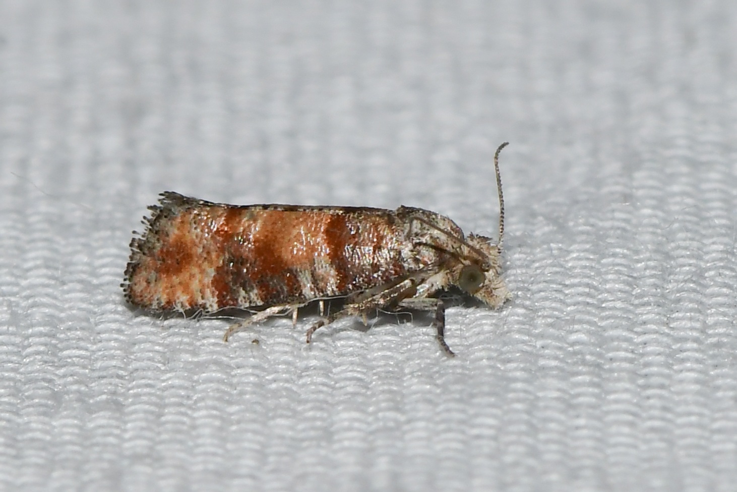 Rhyacionia frustrana