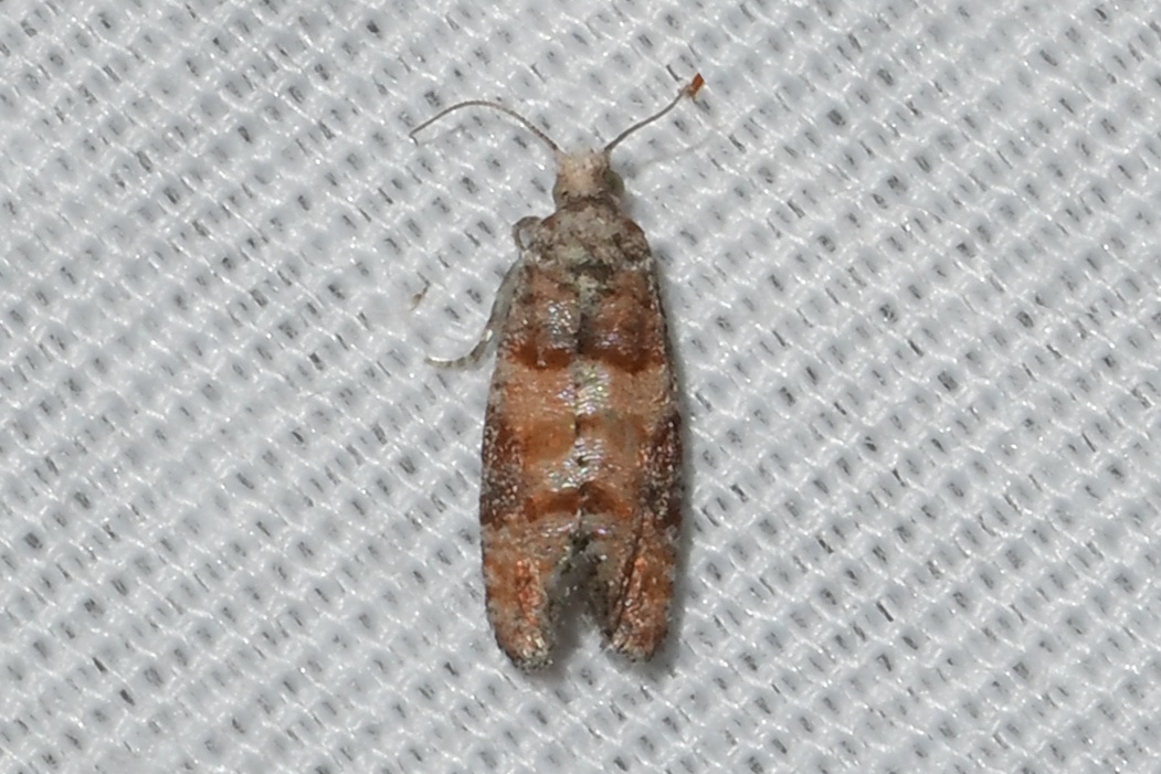 Rhyacionia frustrana