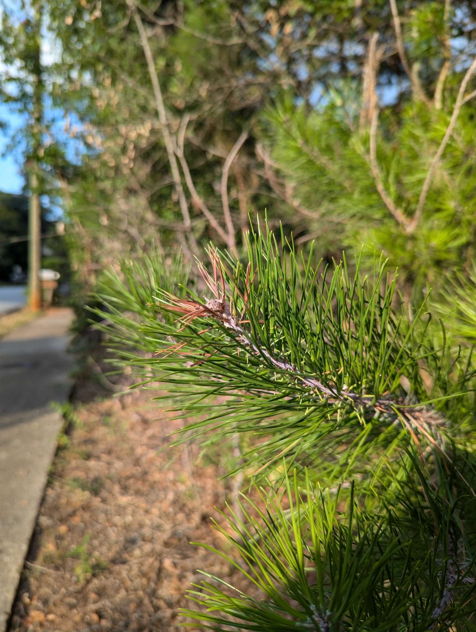 Rhyacionia frustrana