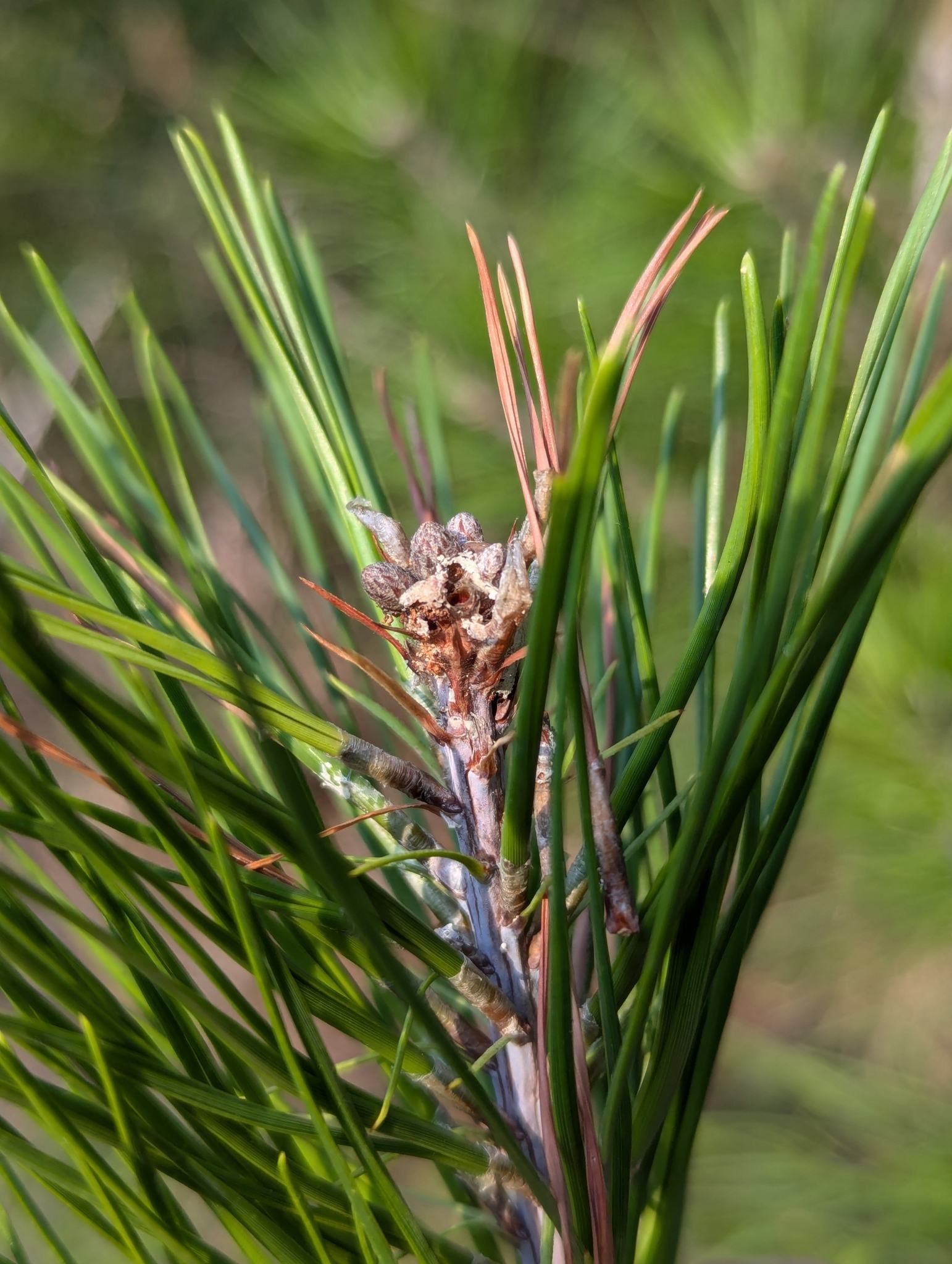 Rhyacionia frustrana