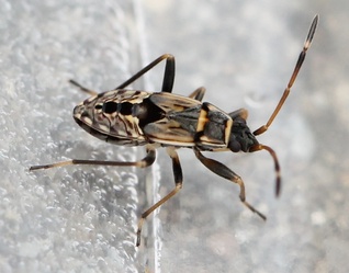 Beosus maritimus