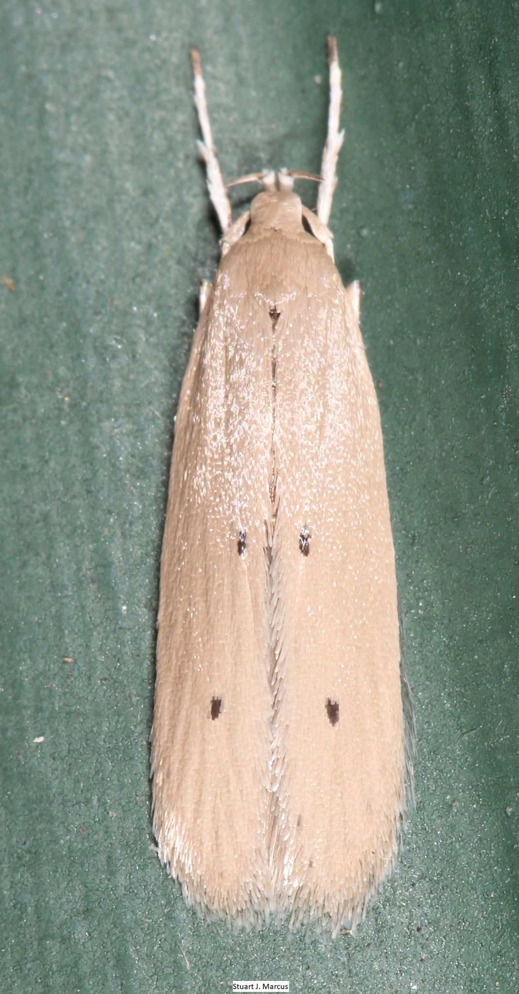 Homaledra sabalella