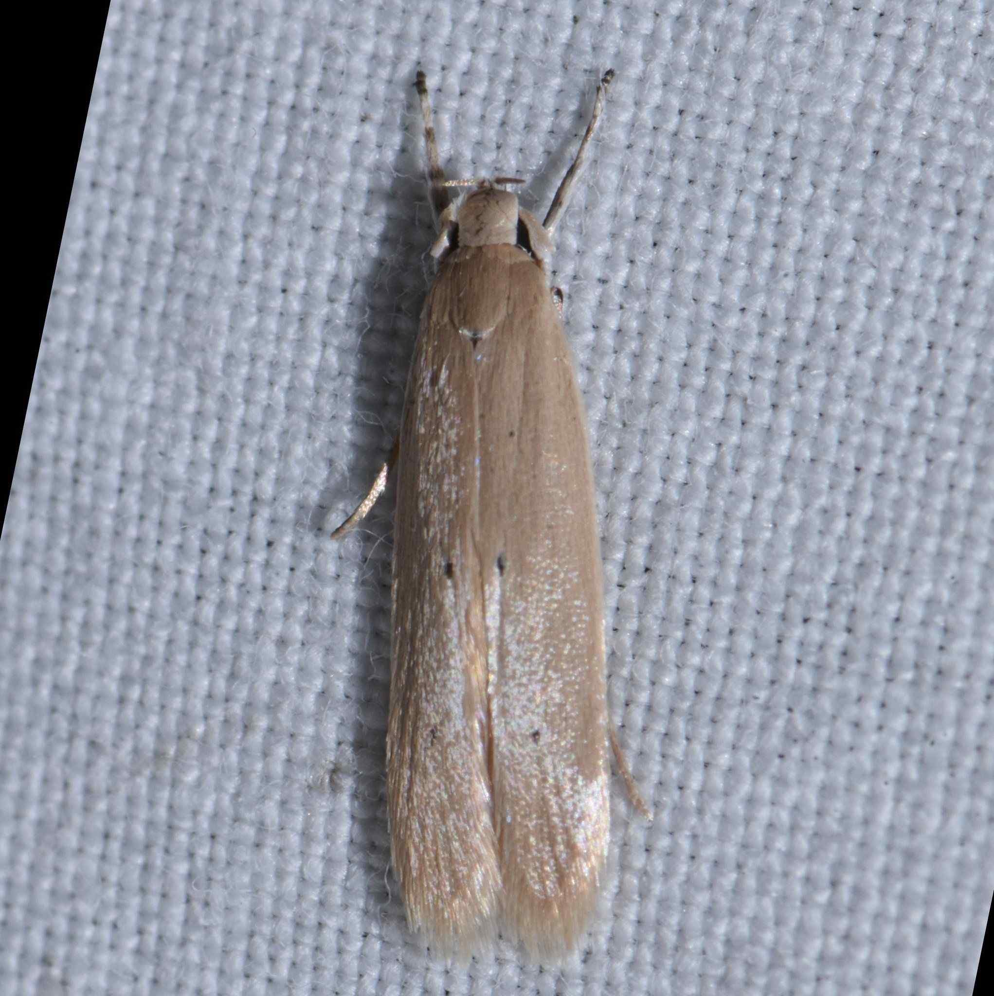 Homaledra sabalella